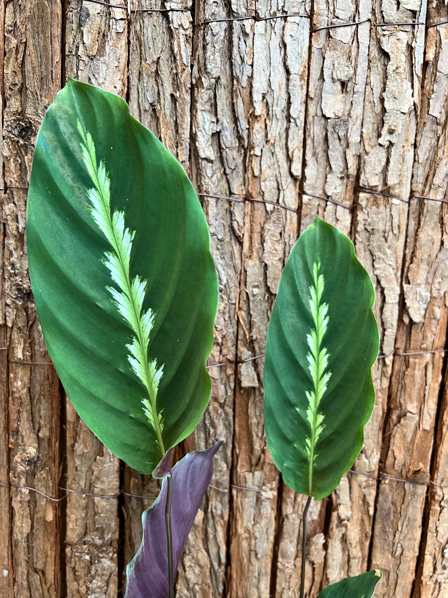 Calathea Maui Queen C27