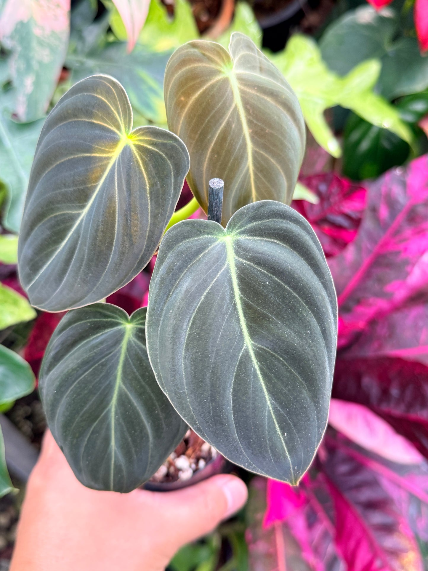 Philodendron 'Melanochrysum' P57