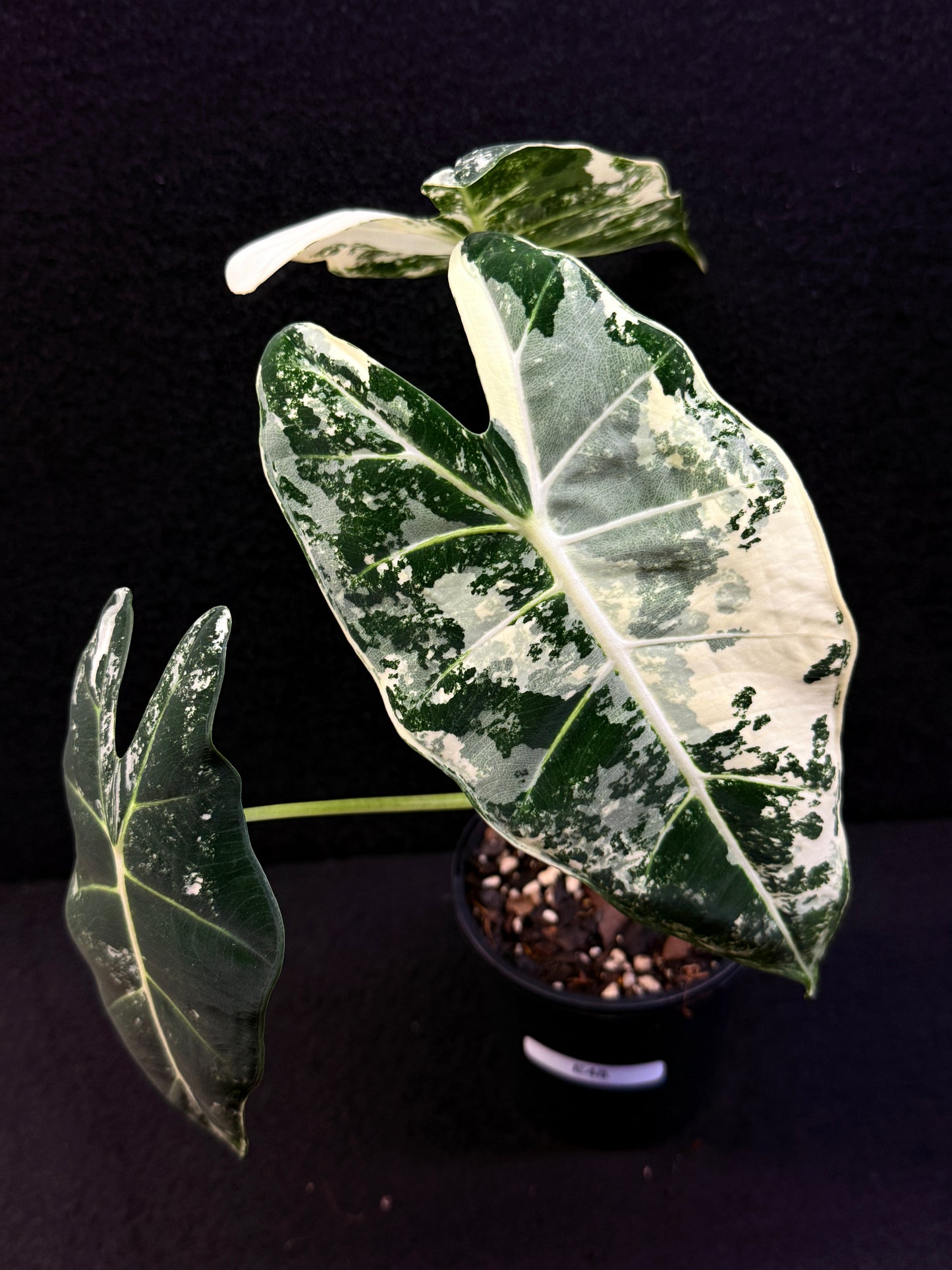 Alocasia Frydek Variegata E48