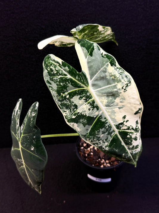 Alocasia Frydek Variegata E48