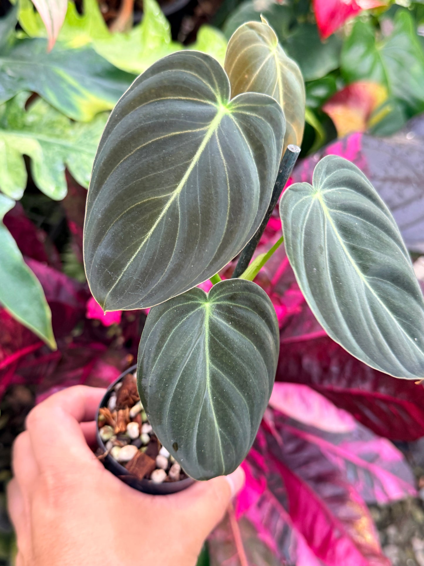 Philodendron 'Melanochrysum' P57
