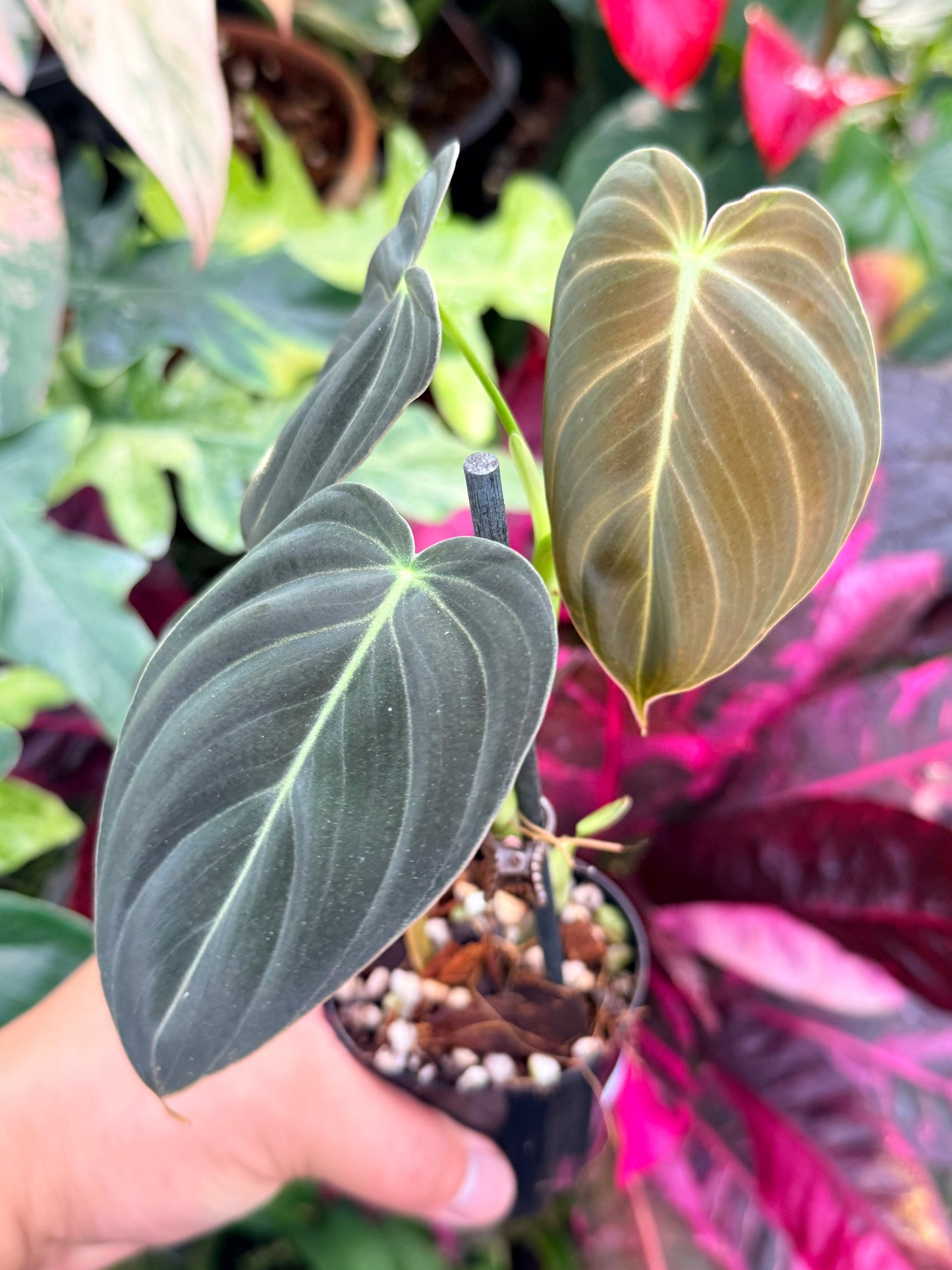 Philodendron 'Melanochrysum' P57
