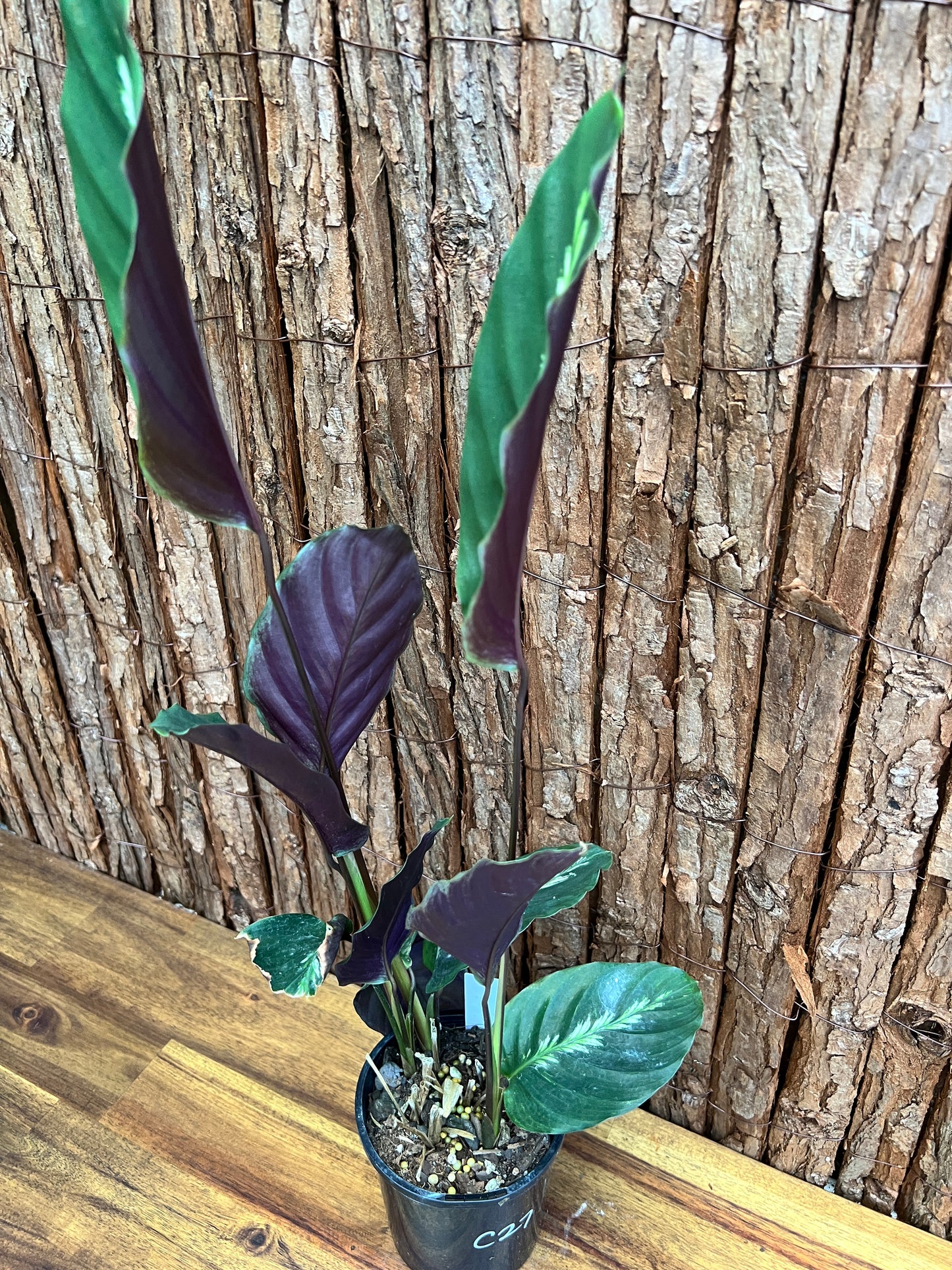 Calathea Maui Queen C27