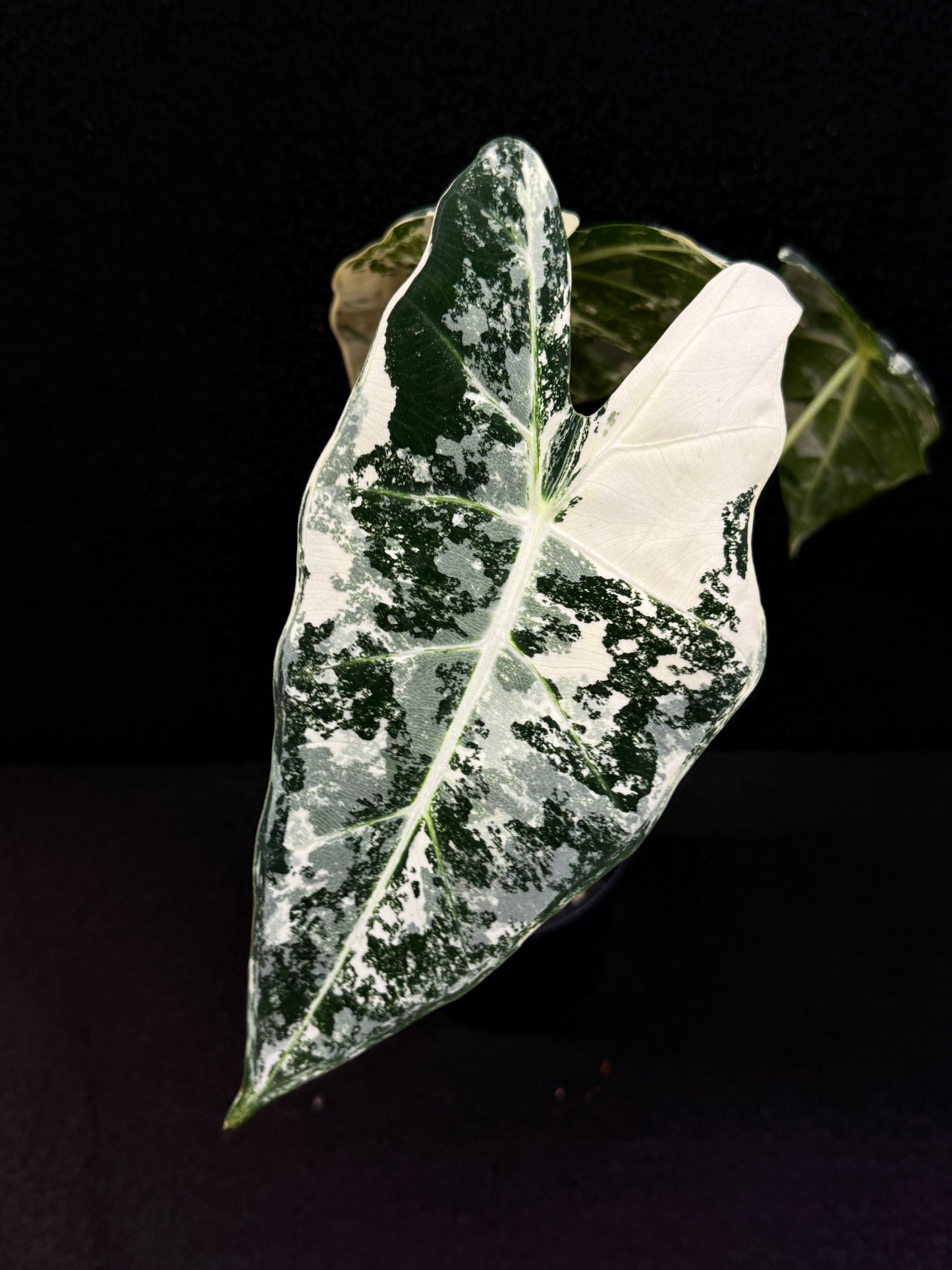 Alocasia Frydek Variegata E48