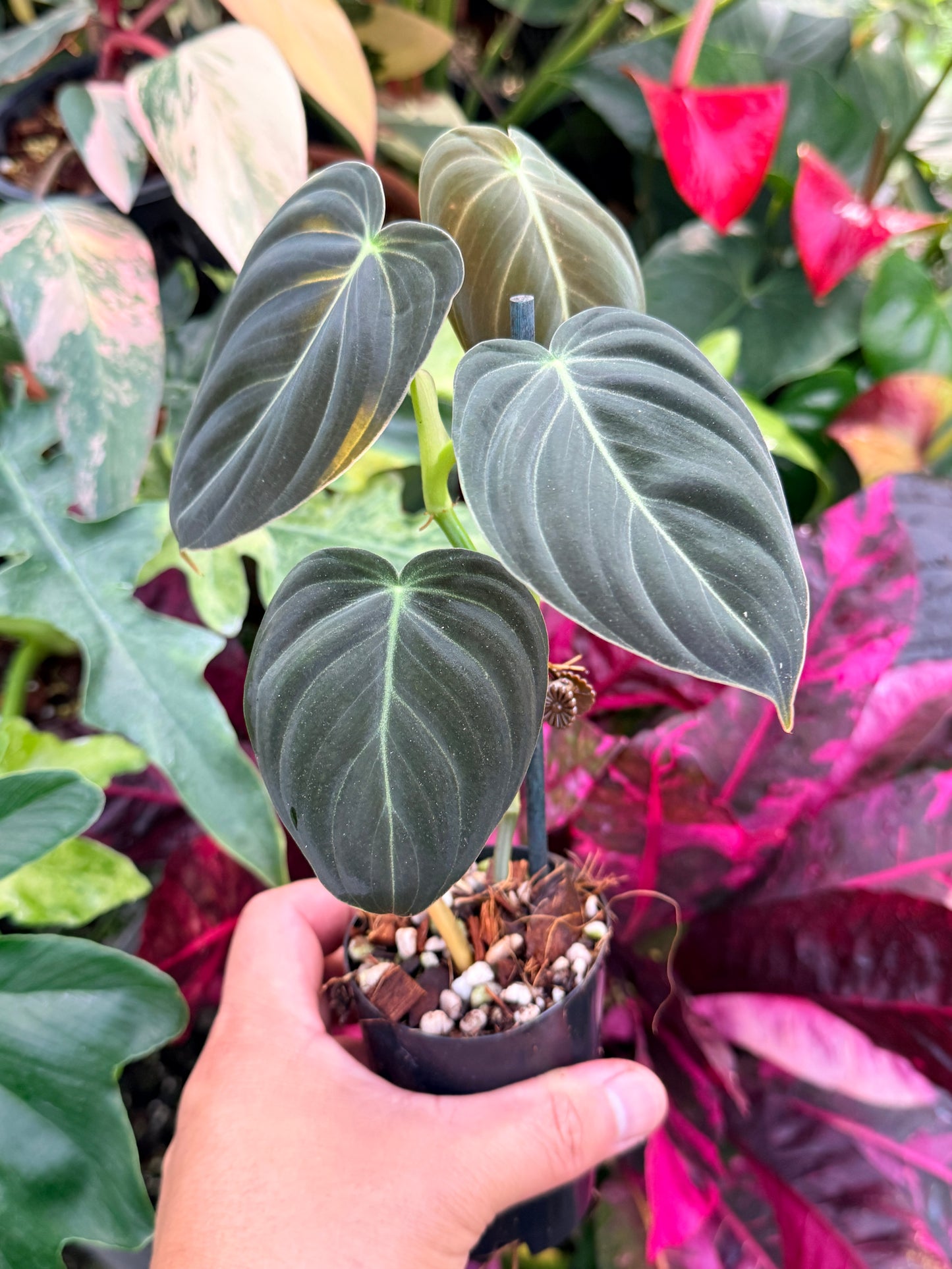 Philodendron 'Melanochrysum' P57