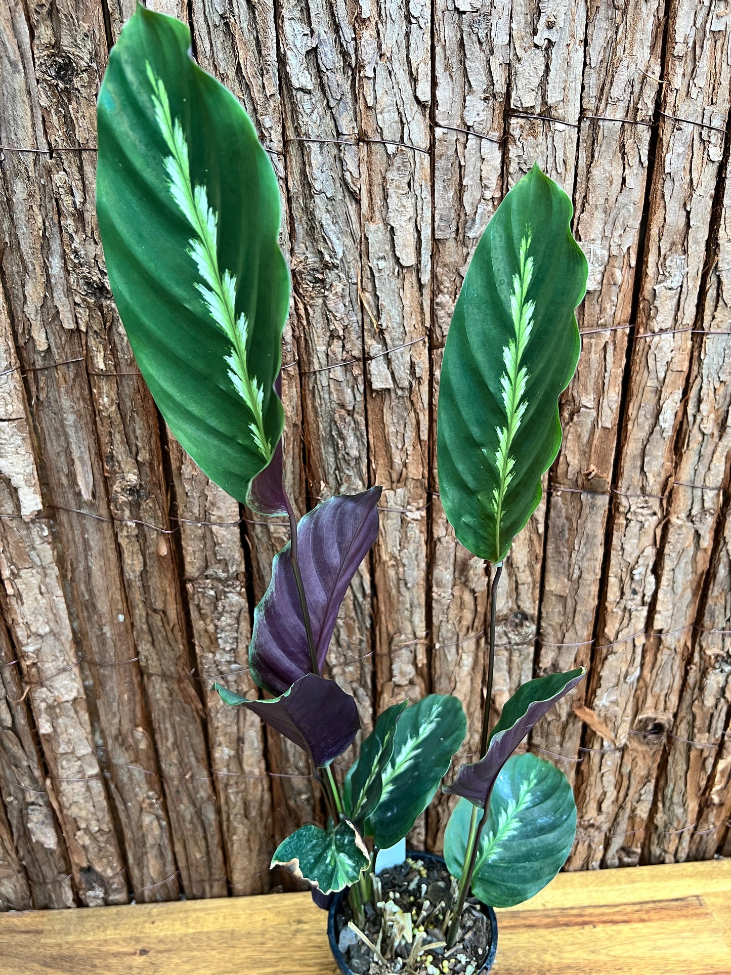 Calathea Maui Queen C27