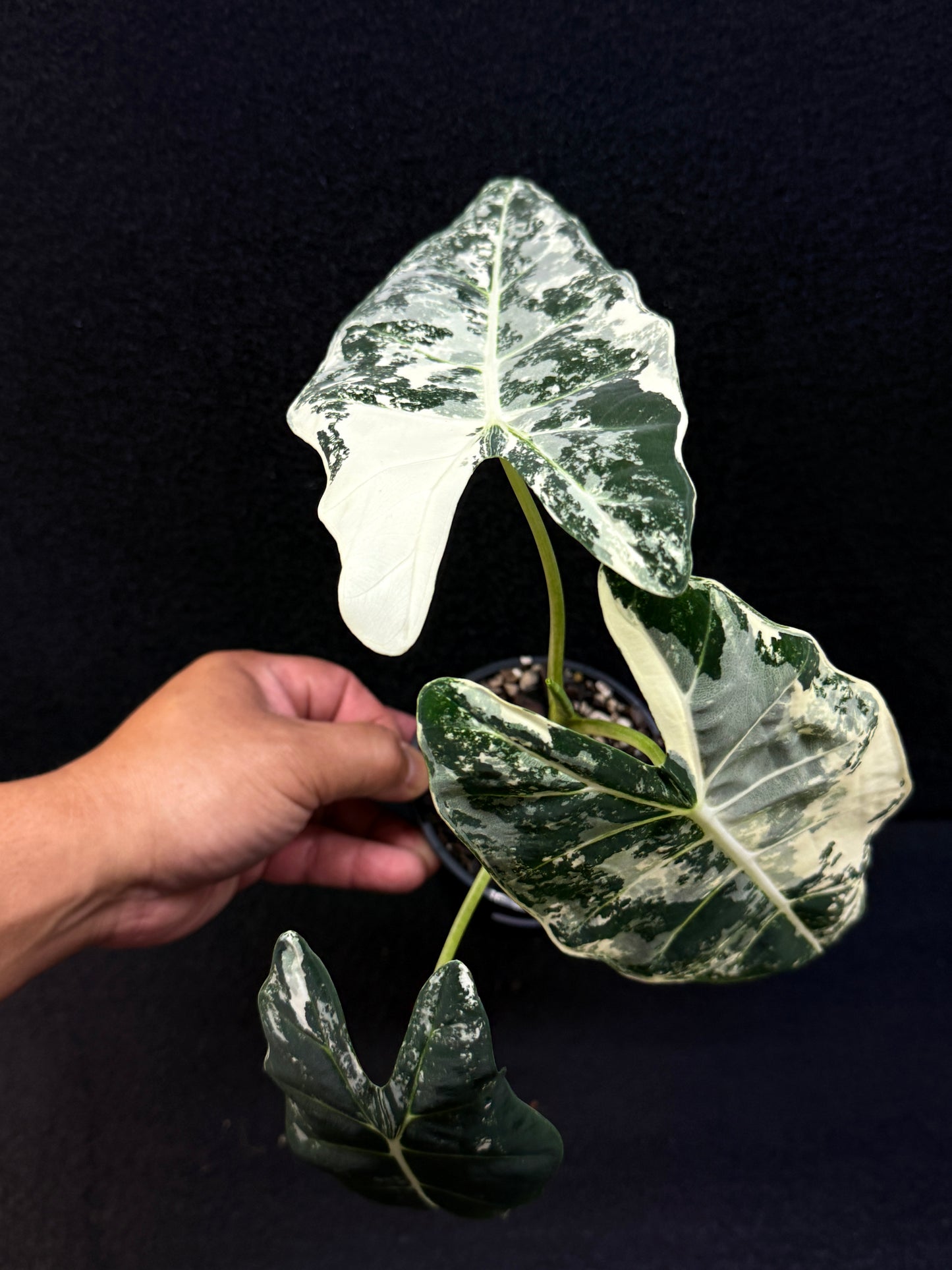 Alocasia Frydek Variegata E48