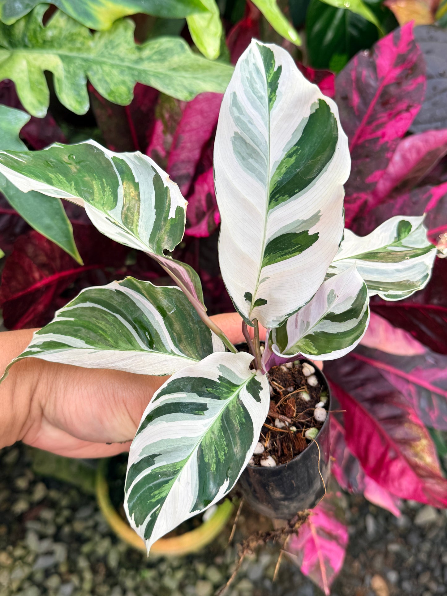 Calathea 'White Fusion' P55