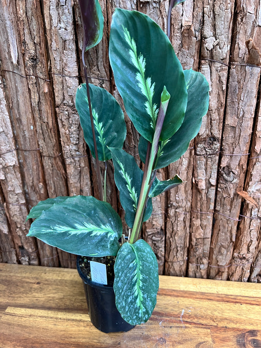 Calathea Maui Queen C27