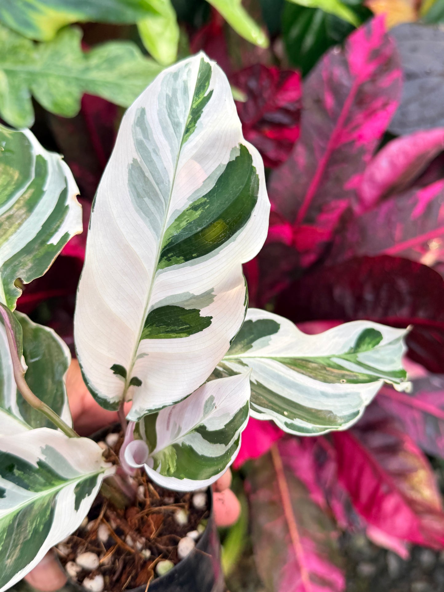 Calathea 'White Fusion' P55