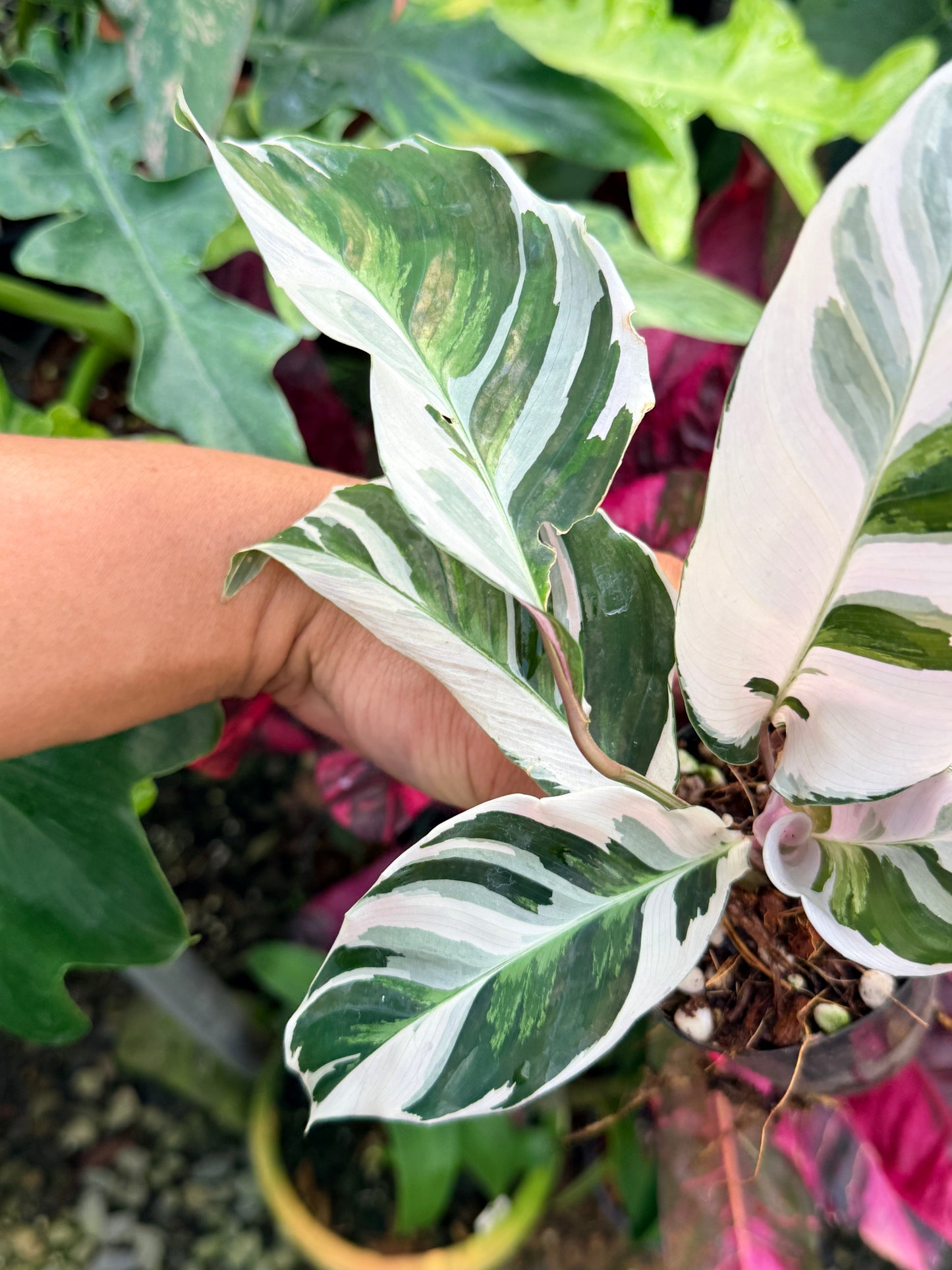 Calathea 'White Fusion' P55