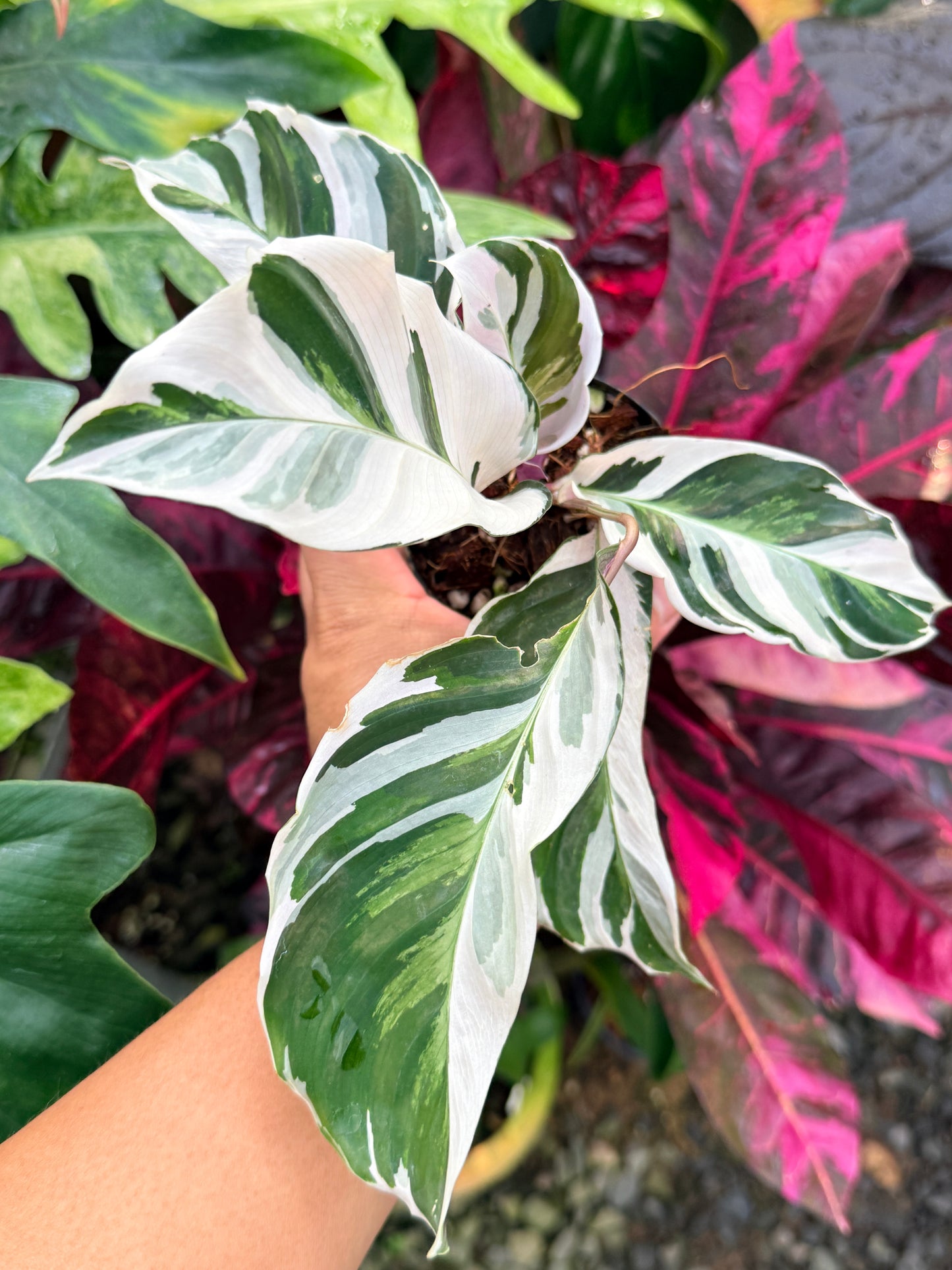 Calathea 'White Fusion' P55
