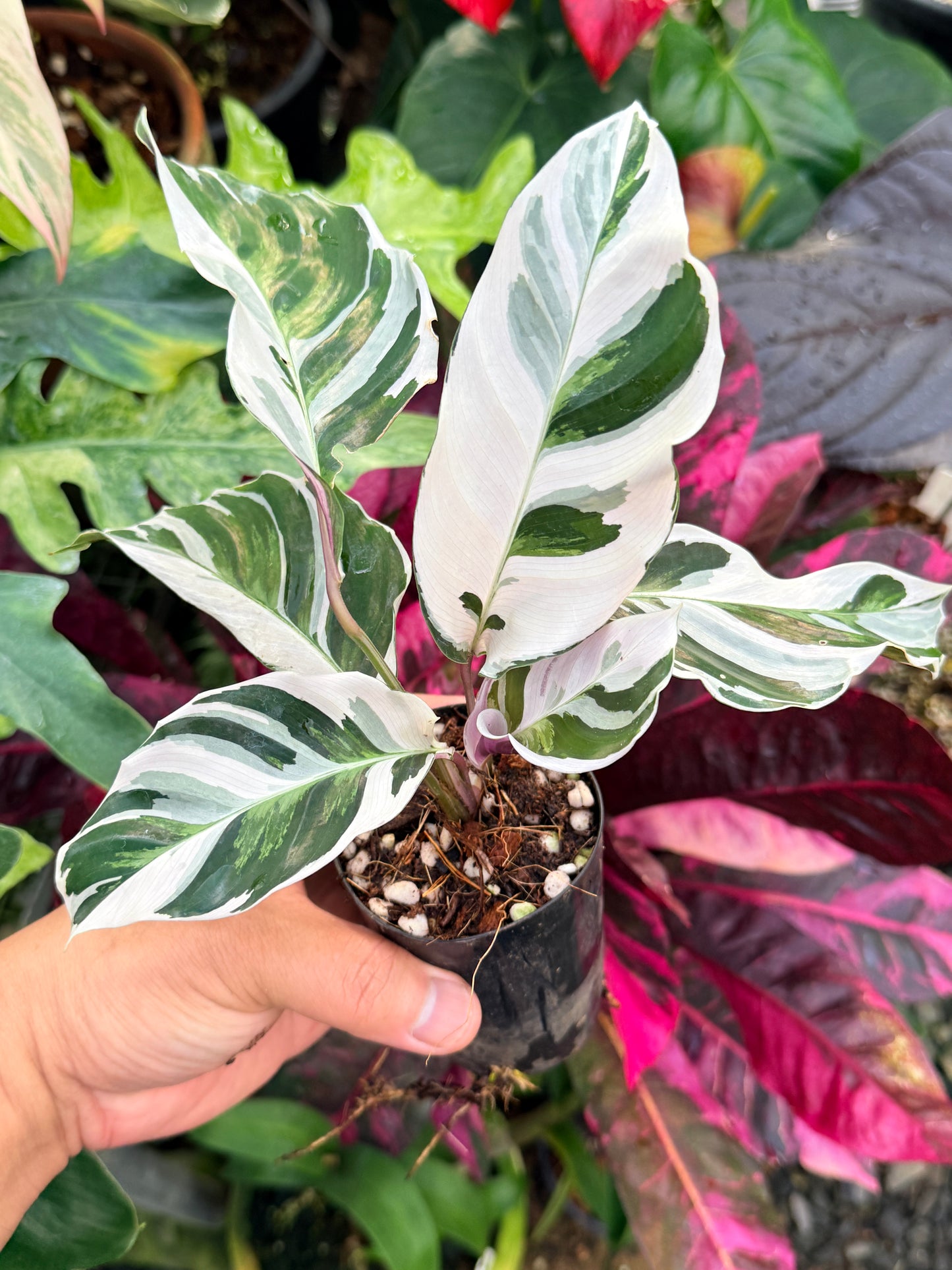Calathea 'White Fusion' P55
