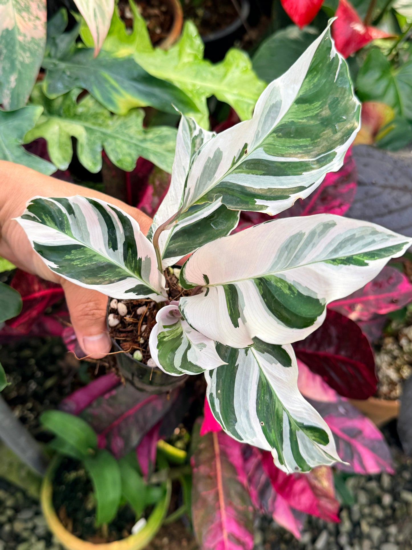 Calathea 'White Fusion' P55
