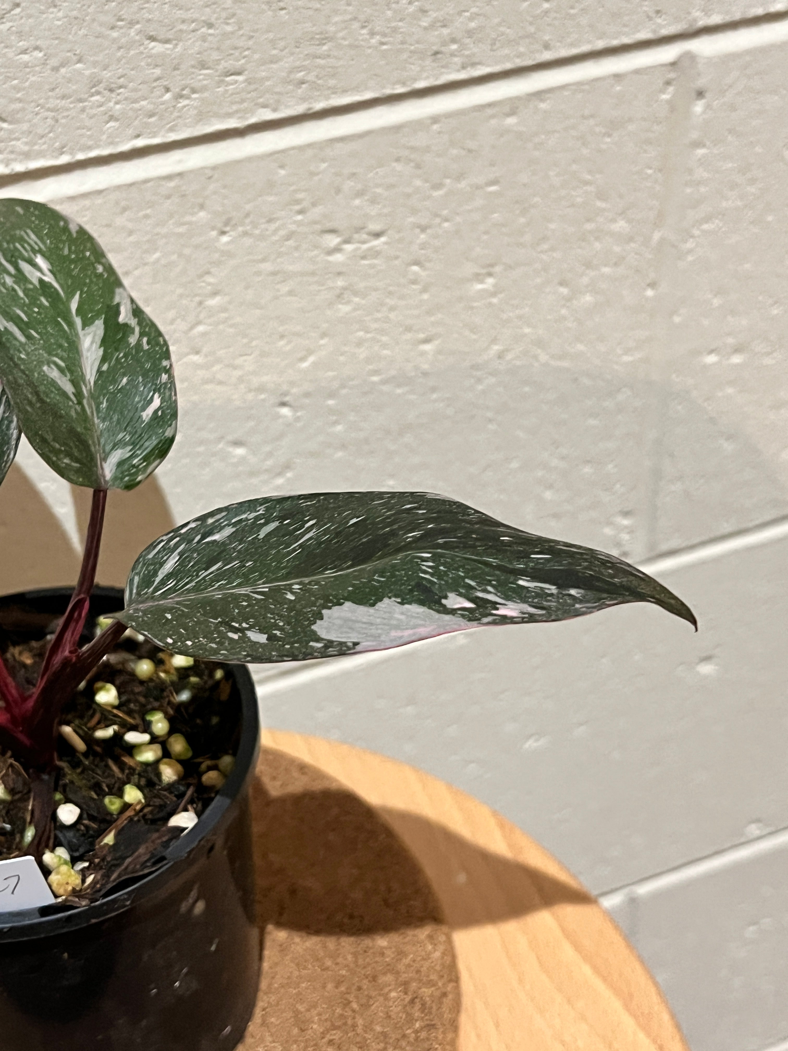 Products – Page 4 – FNQ Tropical Plants