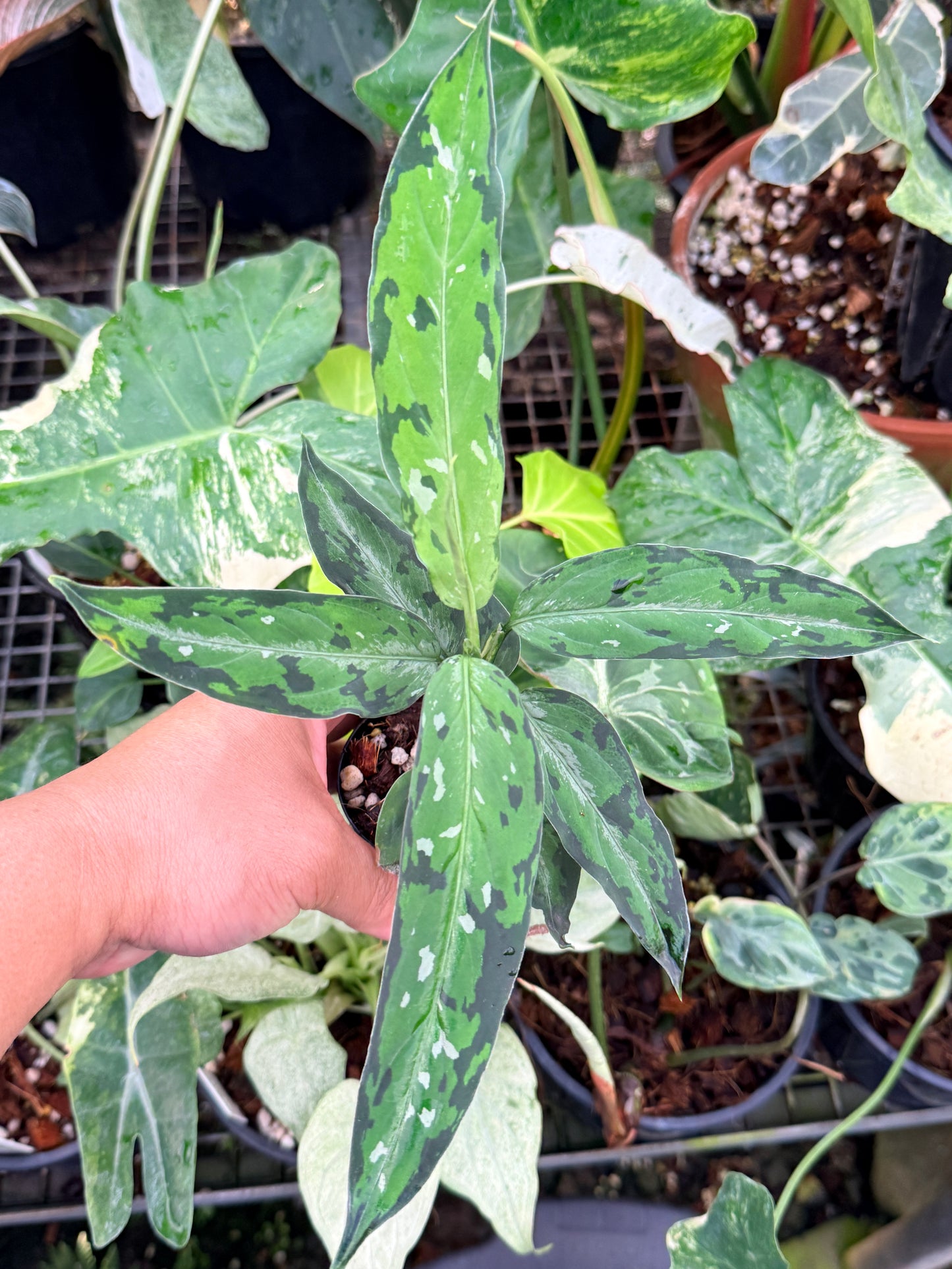 Aglaonema pictum 'Tricolour Narrow Form' P58
