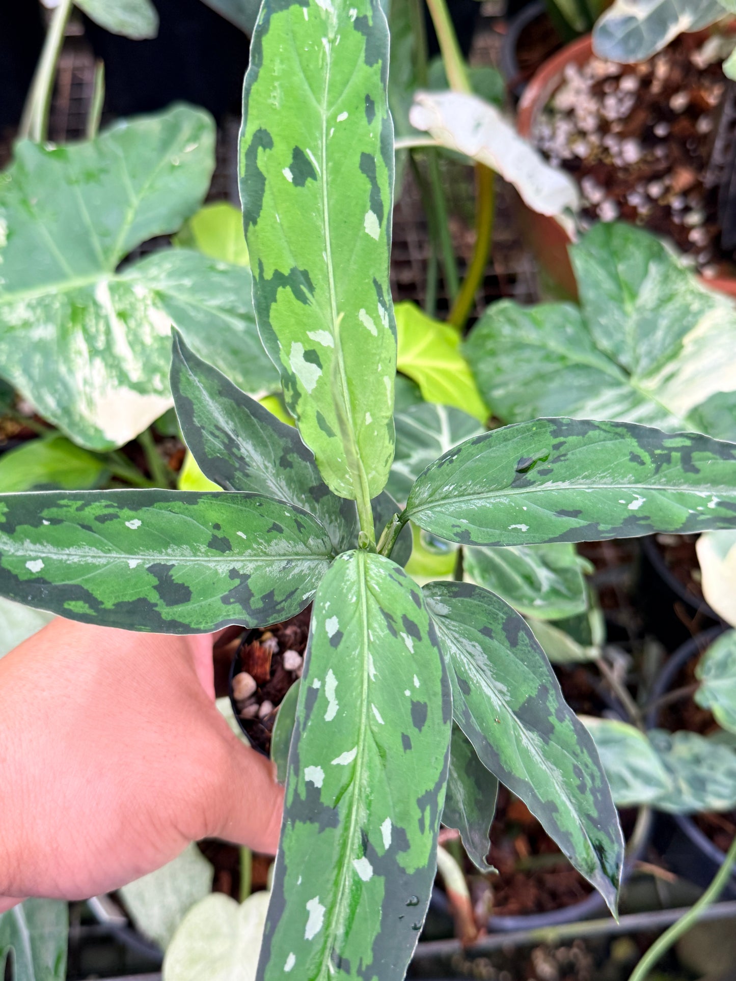 Aglaonema pictum 'Tricolour Narrow Form' P58