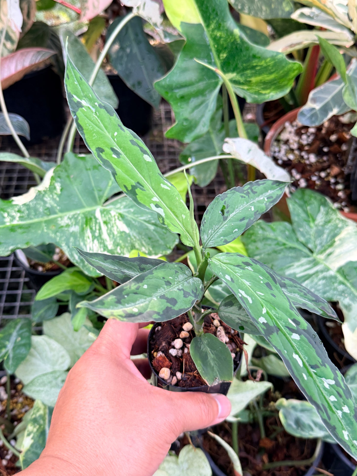 Aglaonema pictum 'Tricolour Narrow Form' P58