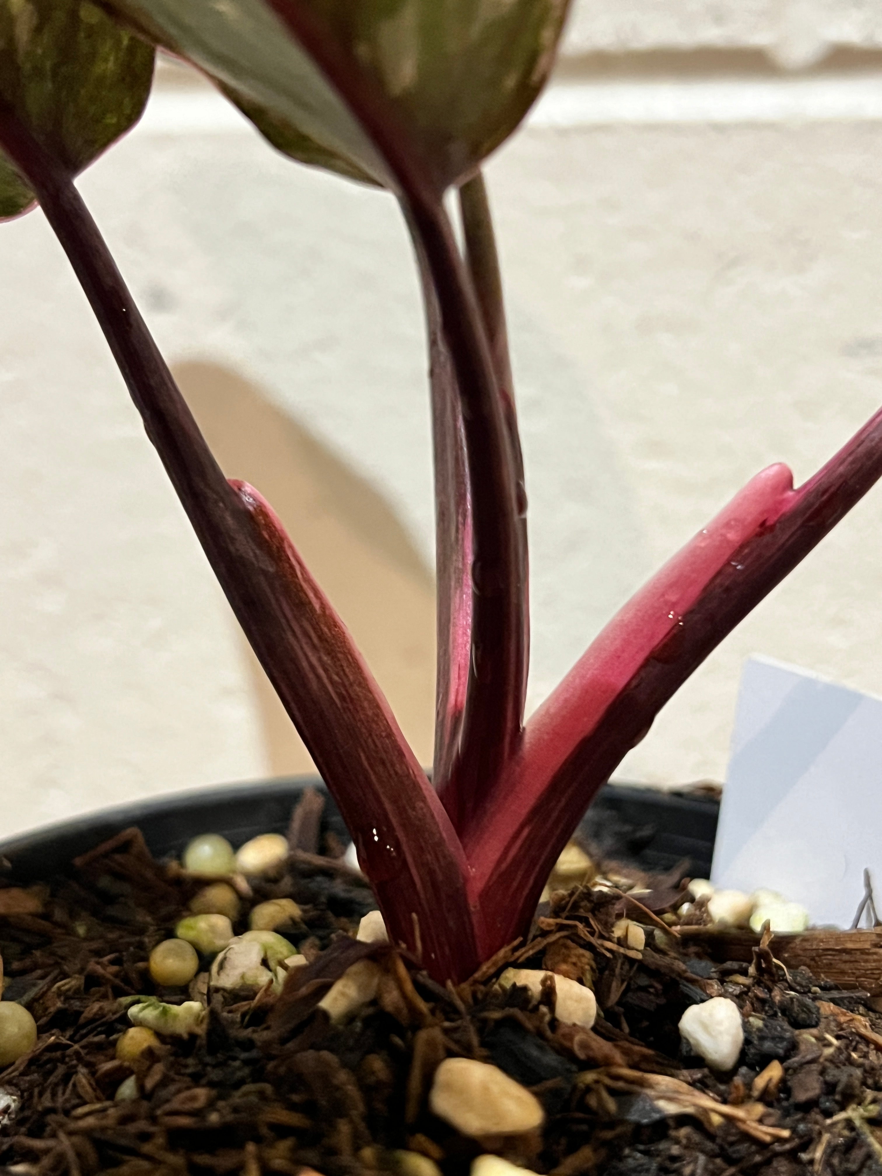 Products – Page 4 – FNQ Tropical Plants