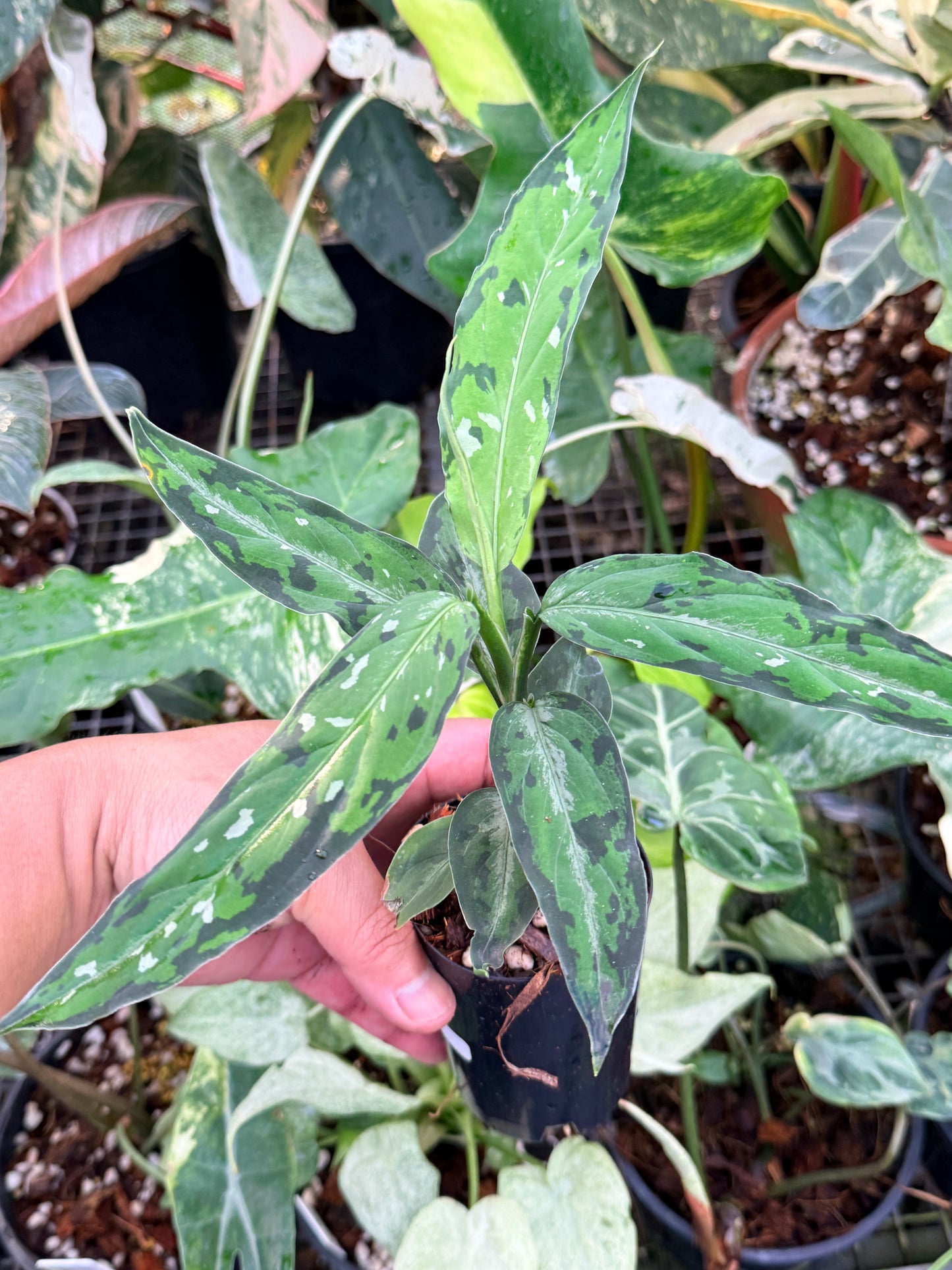 Aglaonema pictum 'Tricolour Narrow Form' P58