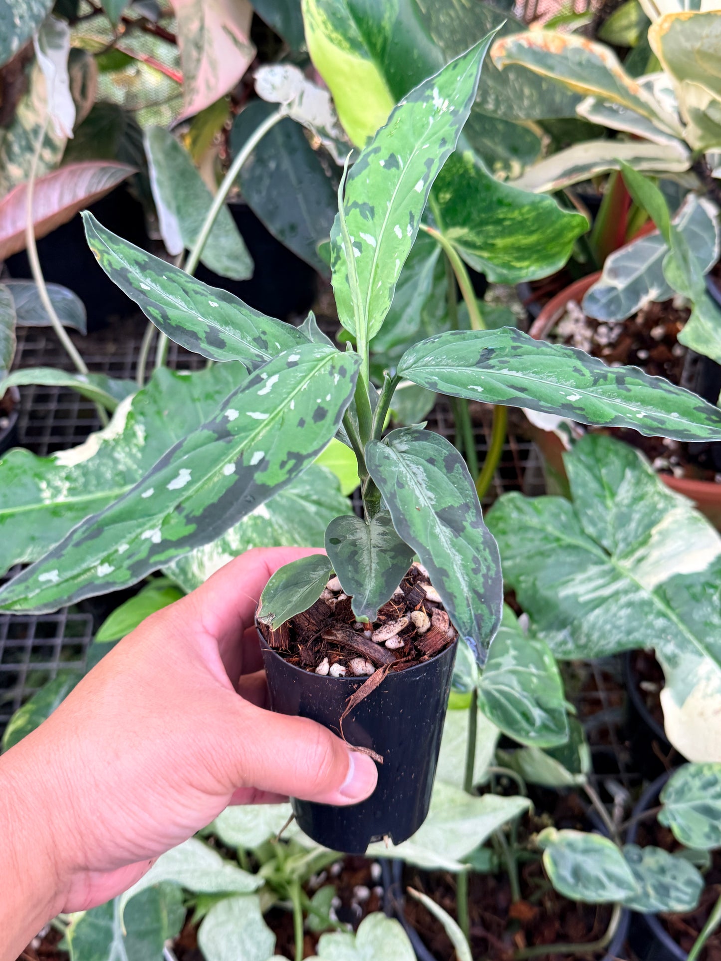 Aglaonema pictum 'Tricolour Narrow Form' P58