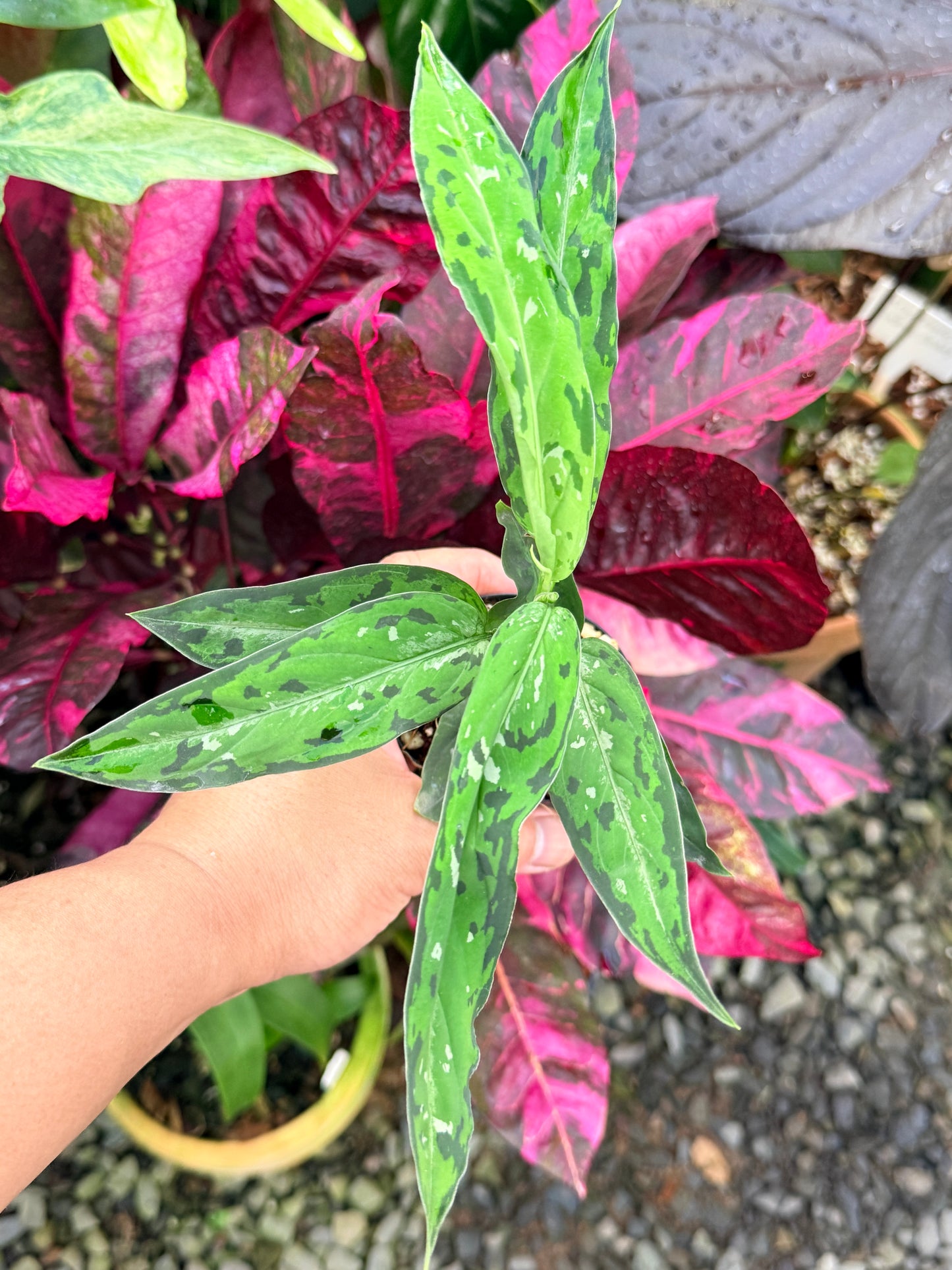 Aglaonema pictum 'Tricolour Narrow Form' P59