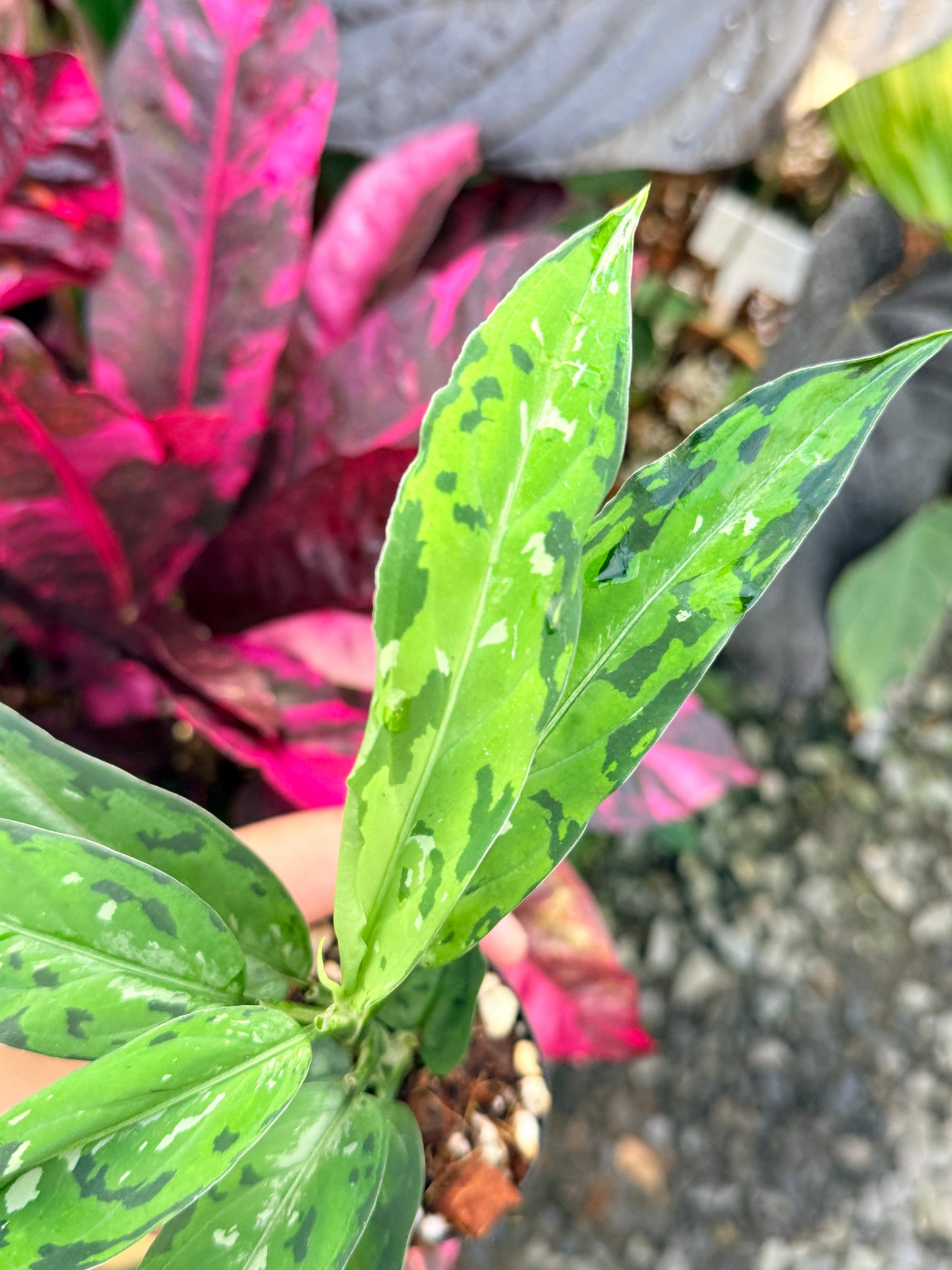Aglaonema pictum 'Tricolour Narrow Form' P59