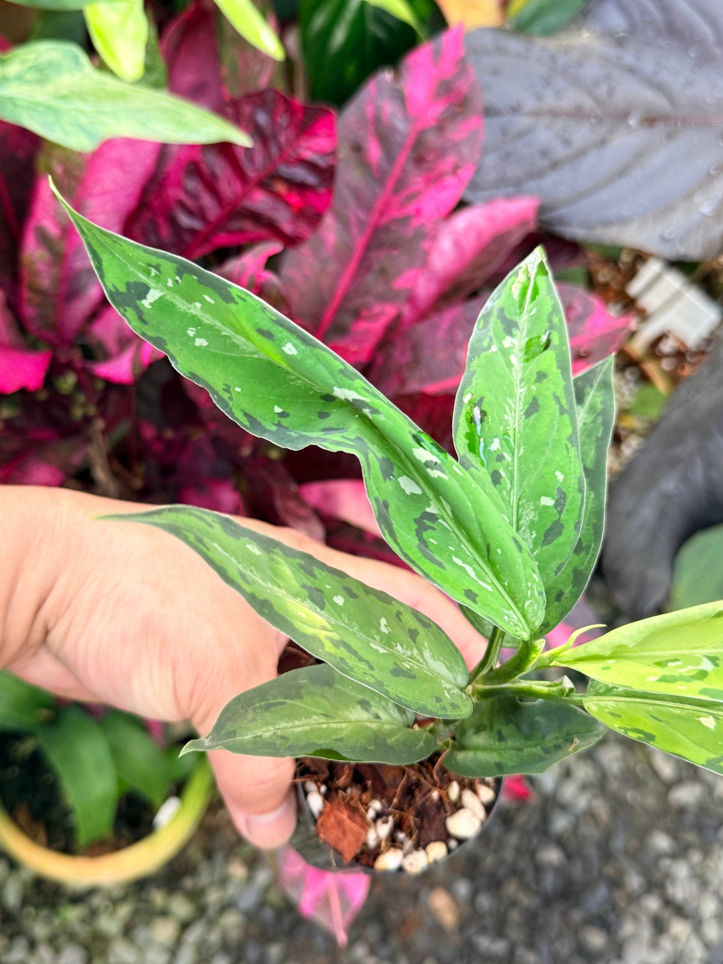 Aglaonema pictum 'Tricolour Narrow Form' P59