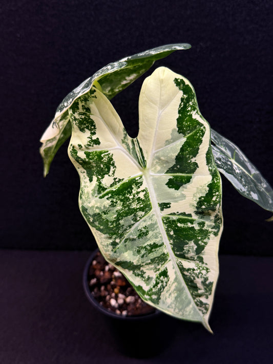 Alocasia Frydek Variegata E47