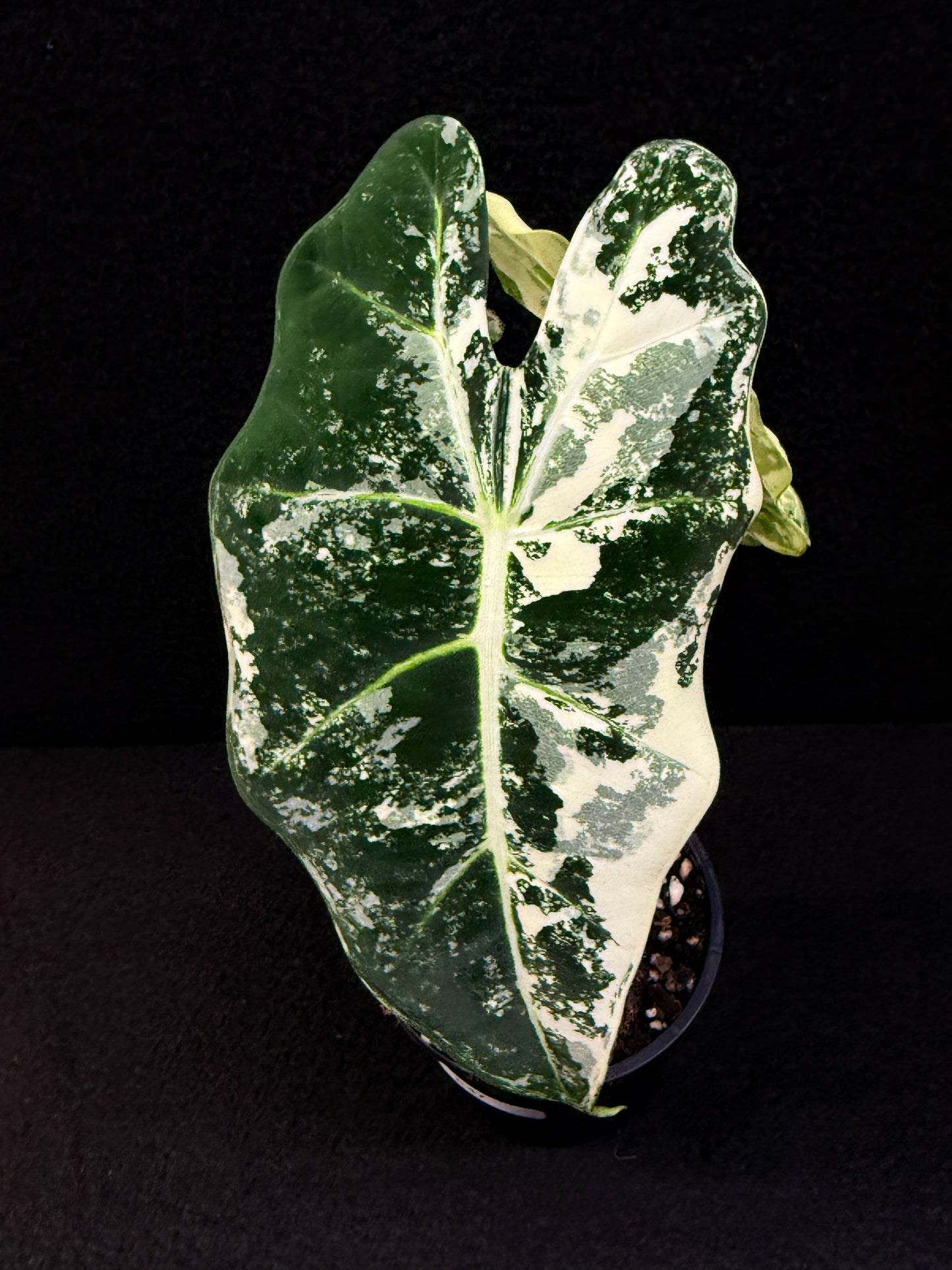 Alocasia Frydek Variegata E47
