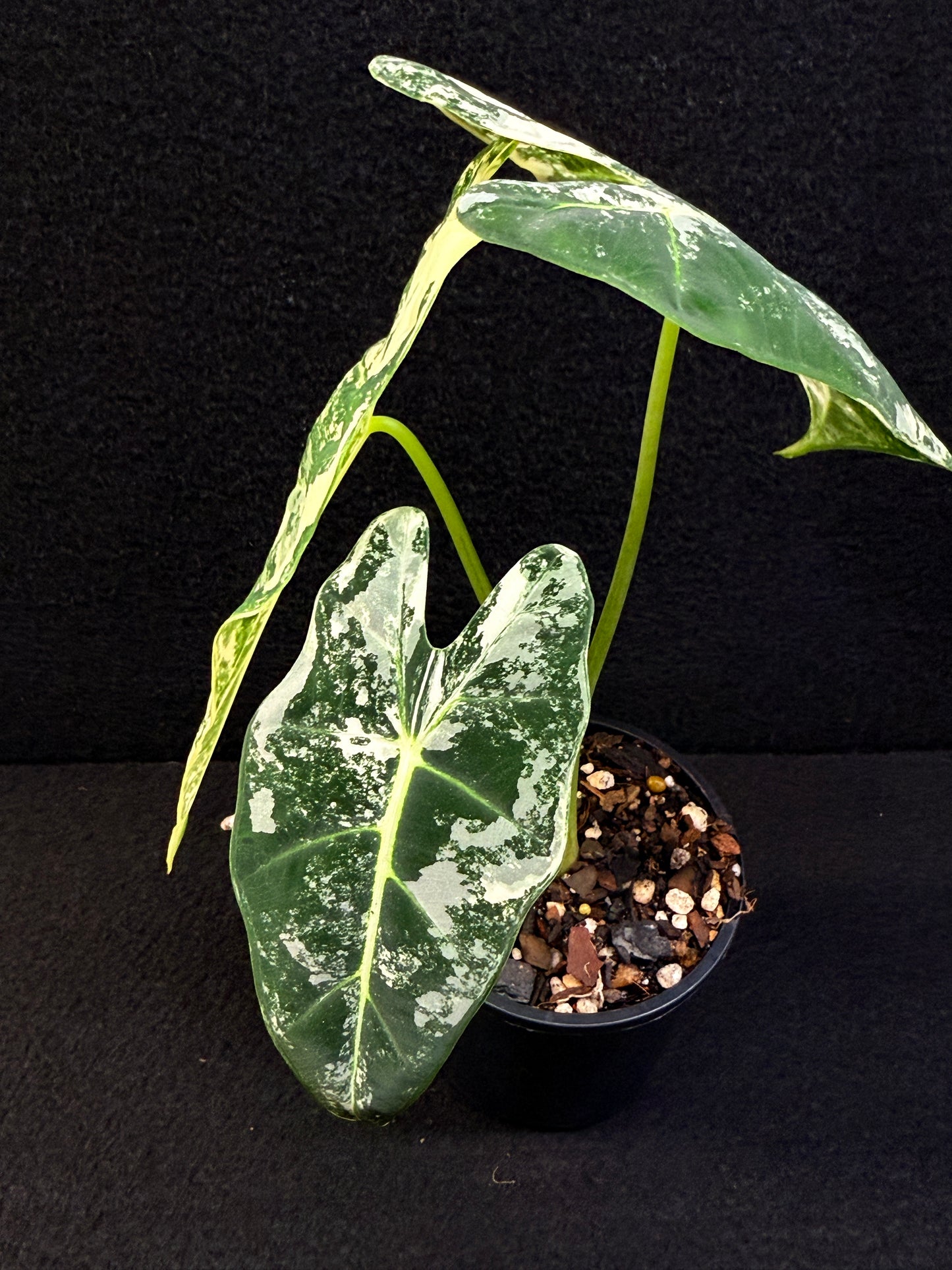 Alocasia Frydek Variegata E47