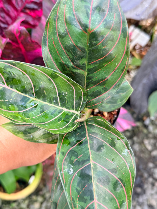 Aglaonema 'Red Army' P60