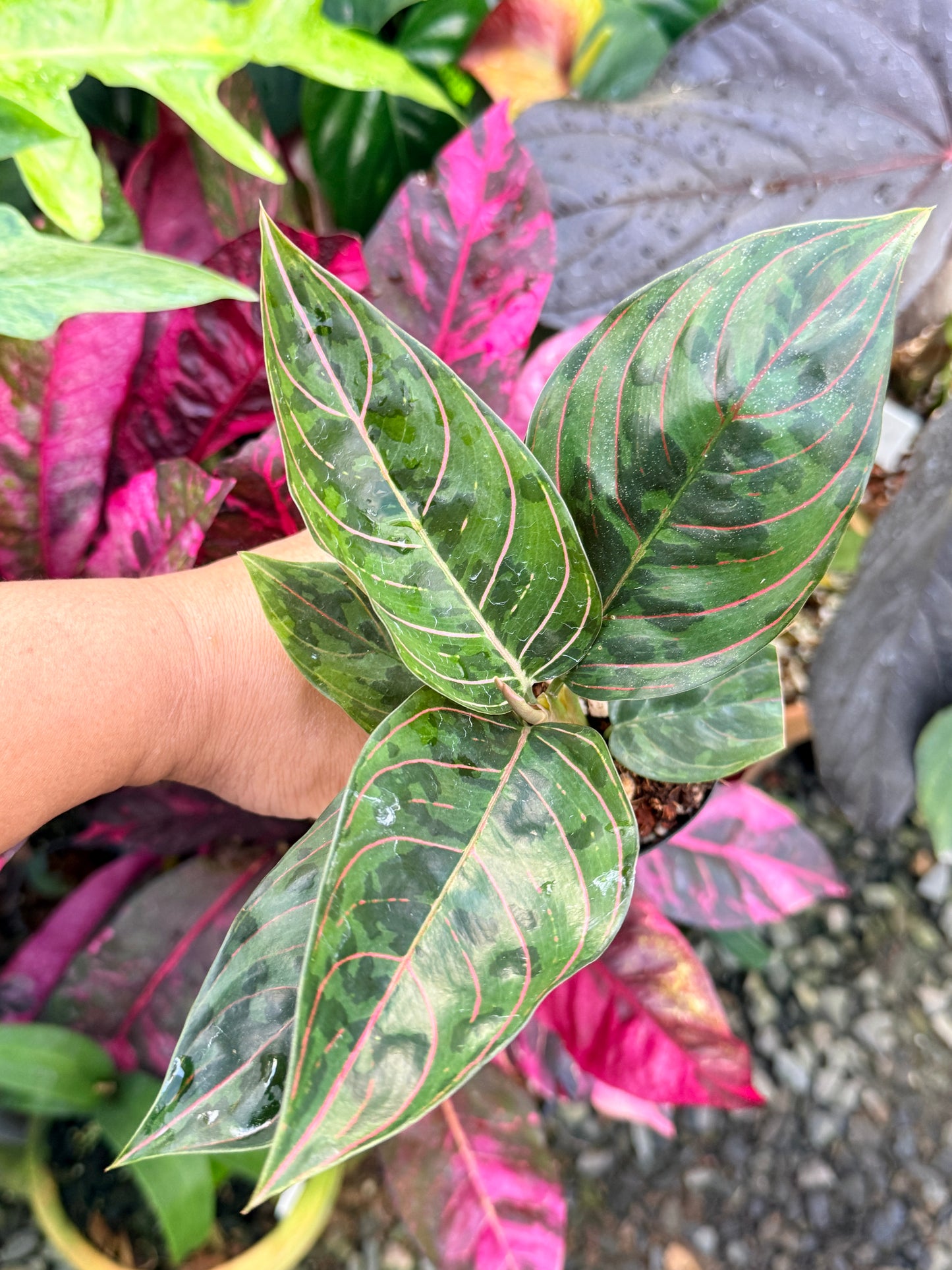 Aglaonema 'Red Army' P60