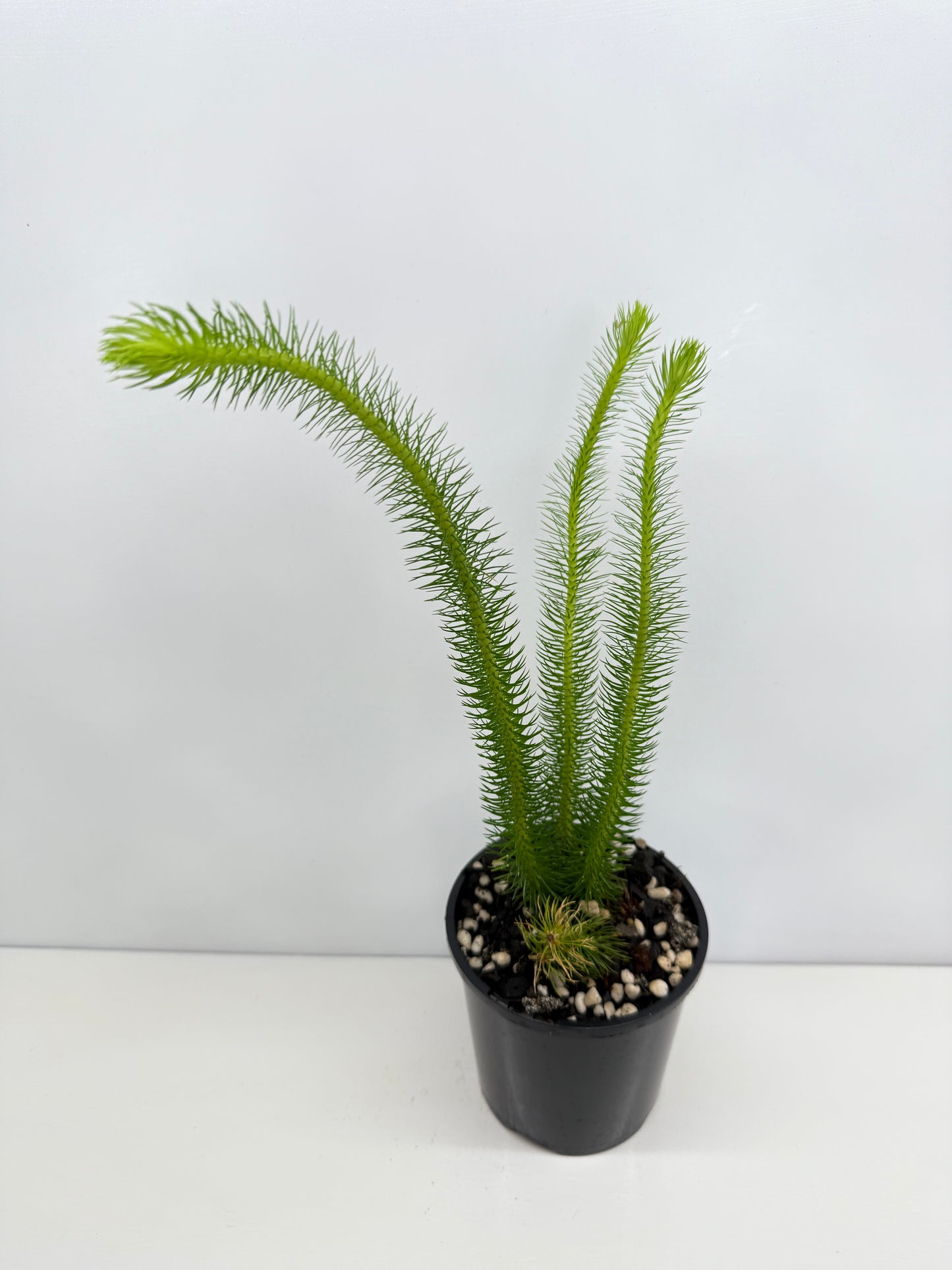 New Guinea Water Tassel Fern W81