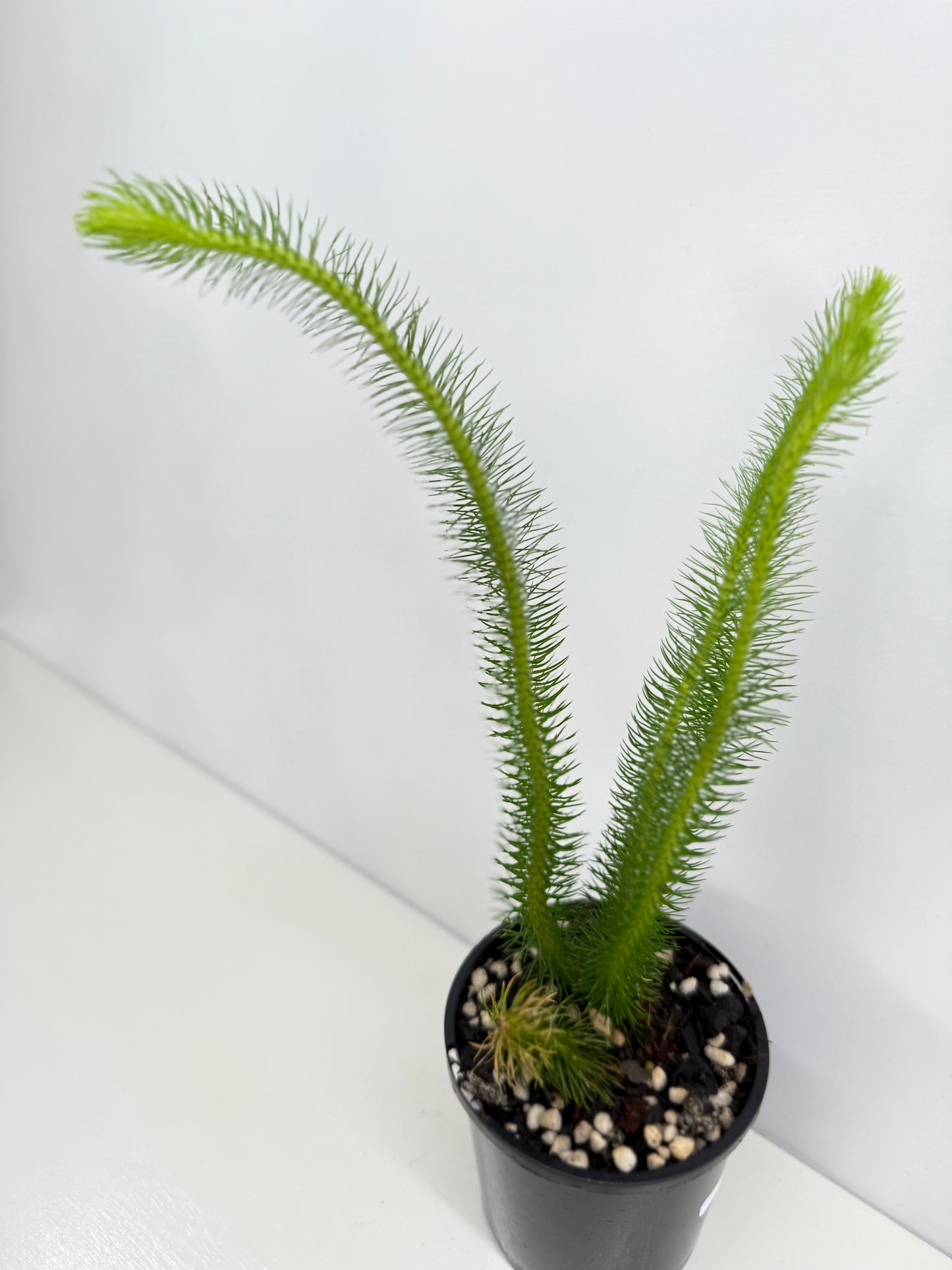 New Guinea Water Tassel Fern W81