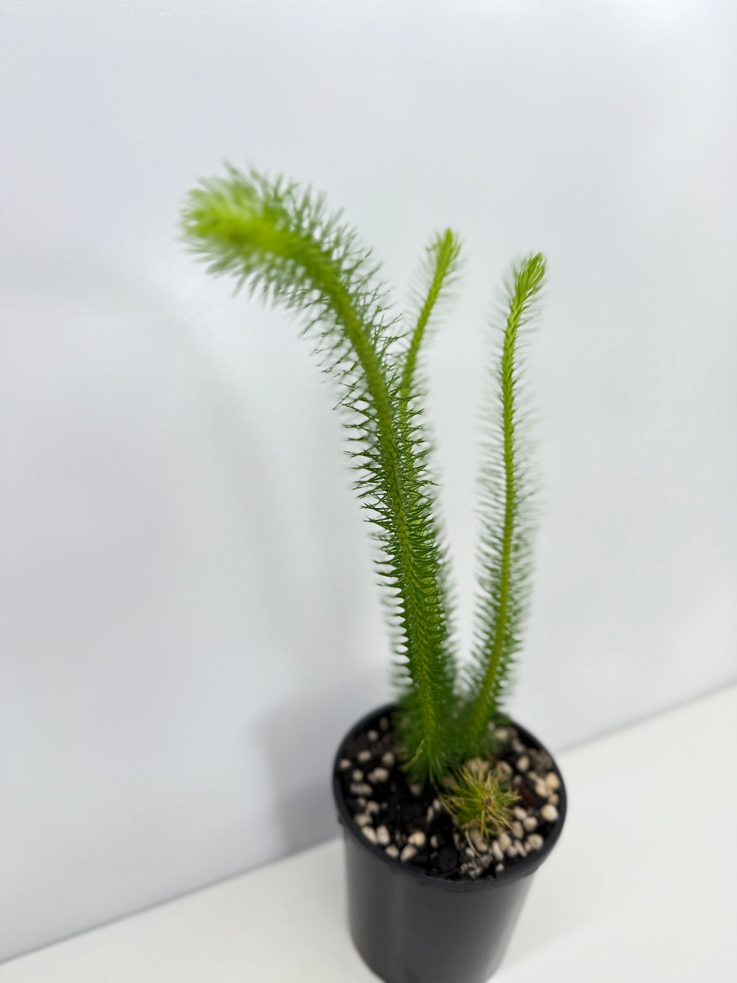 New Guinea Water Tassel Fern W81