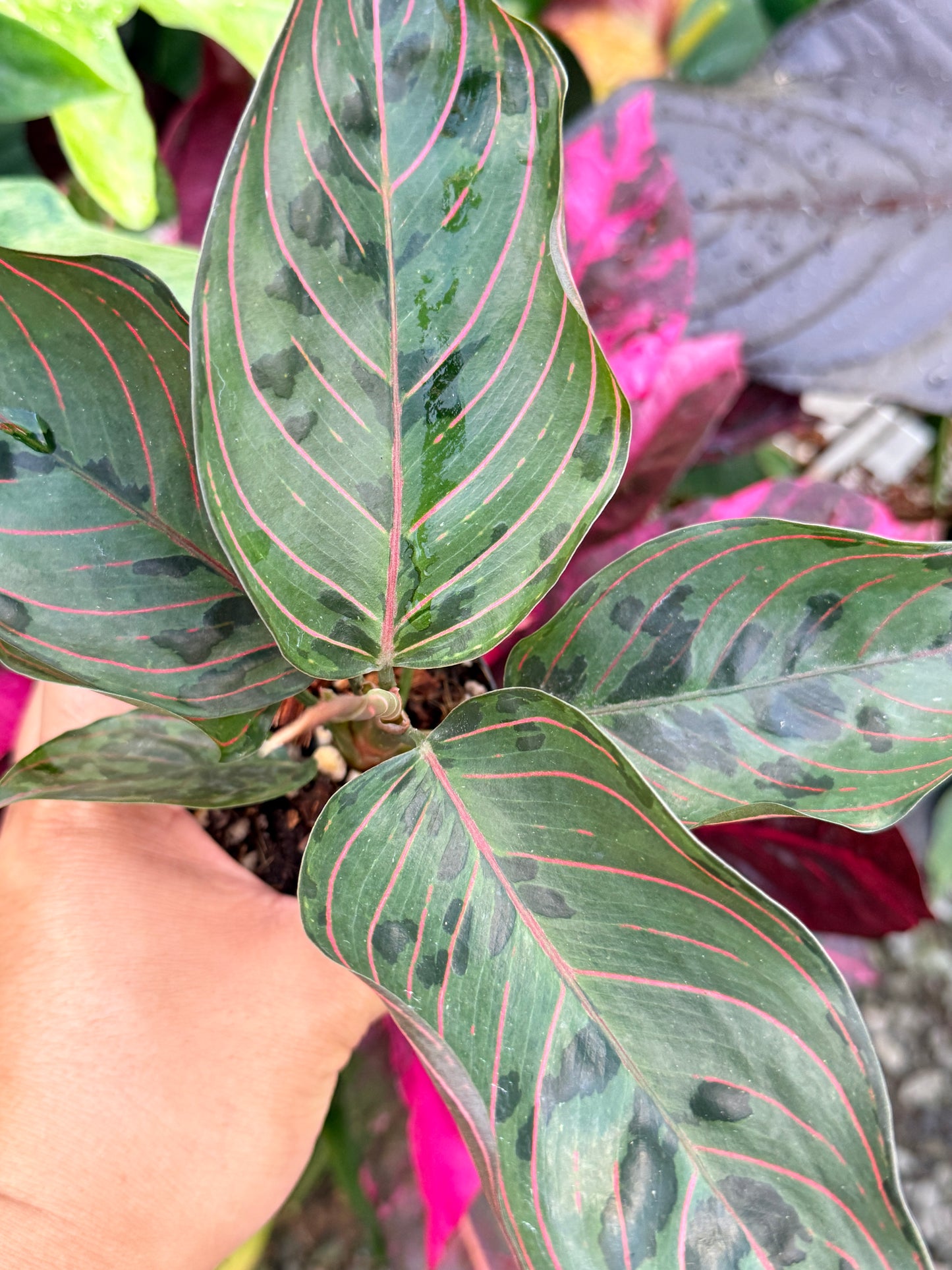 Aglaonema 'Red Army' P61