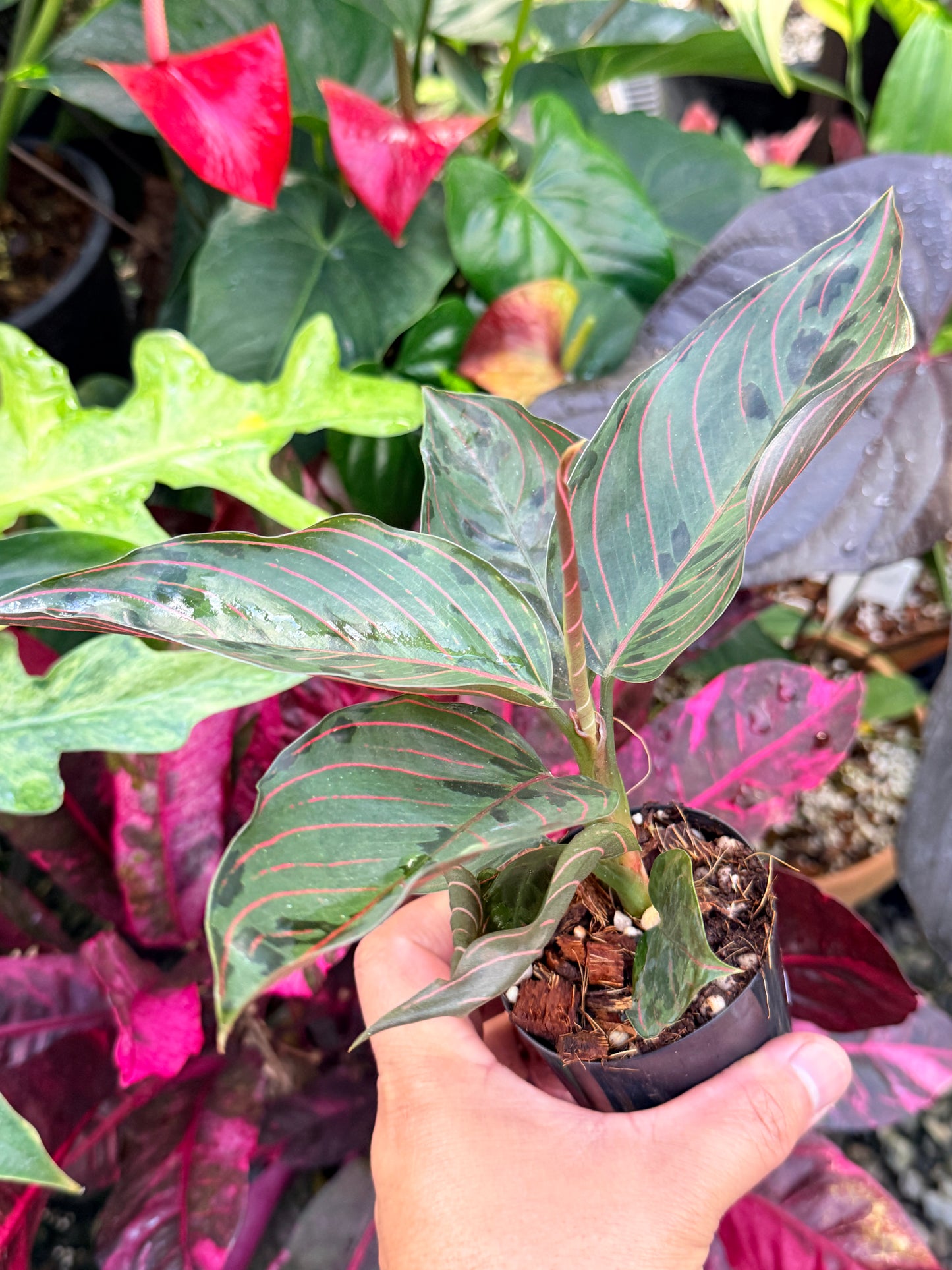 Aglaonema 'Red Army' P61