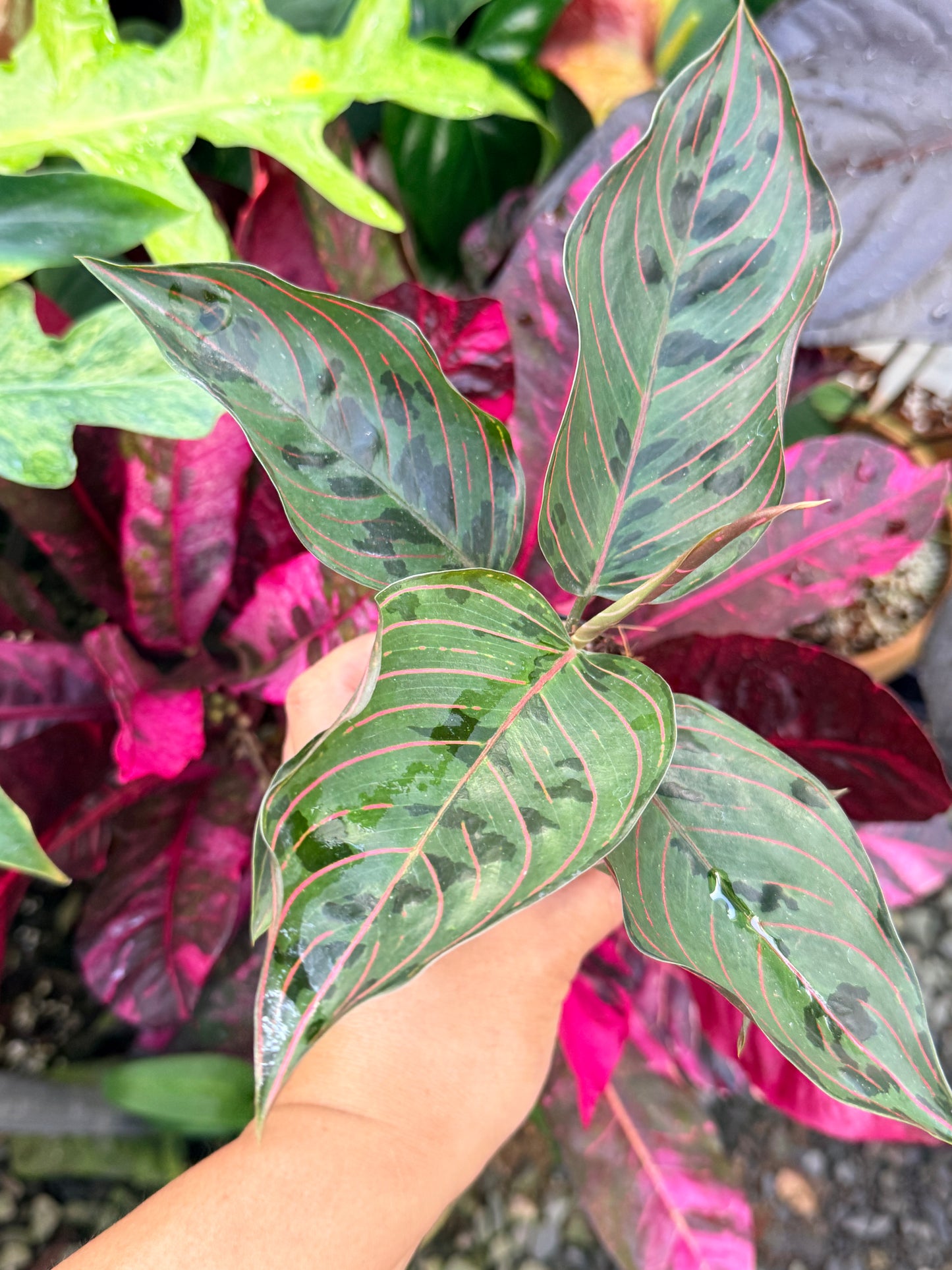 Aglaonema 'Red Army' P61