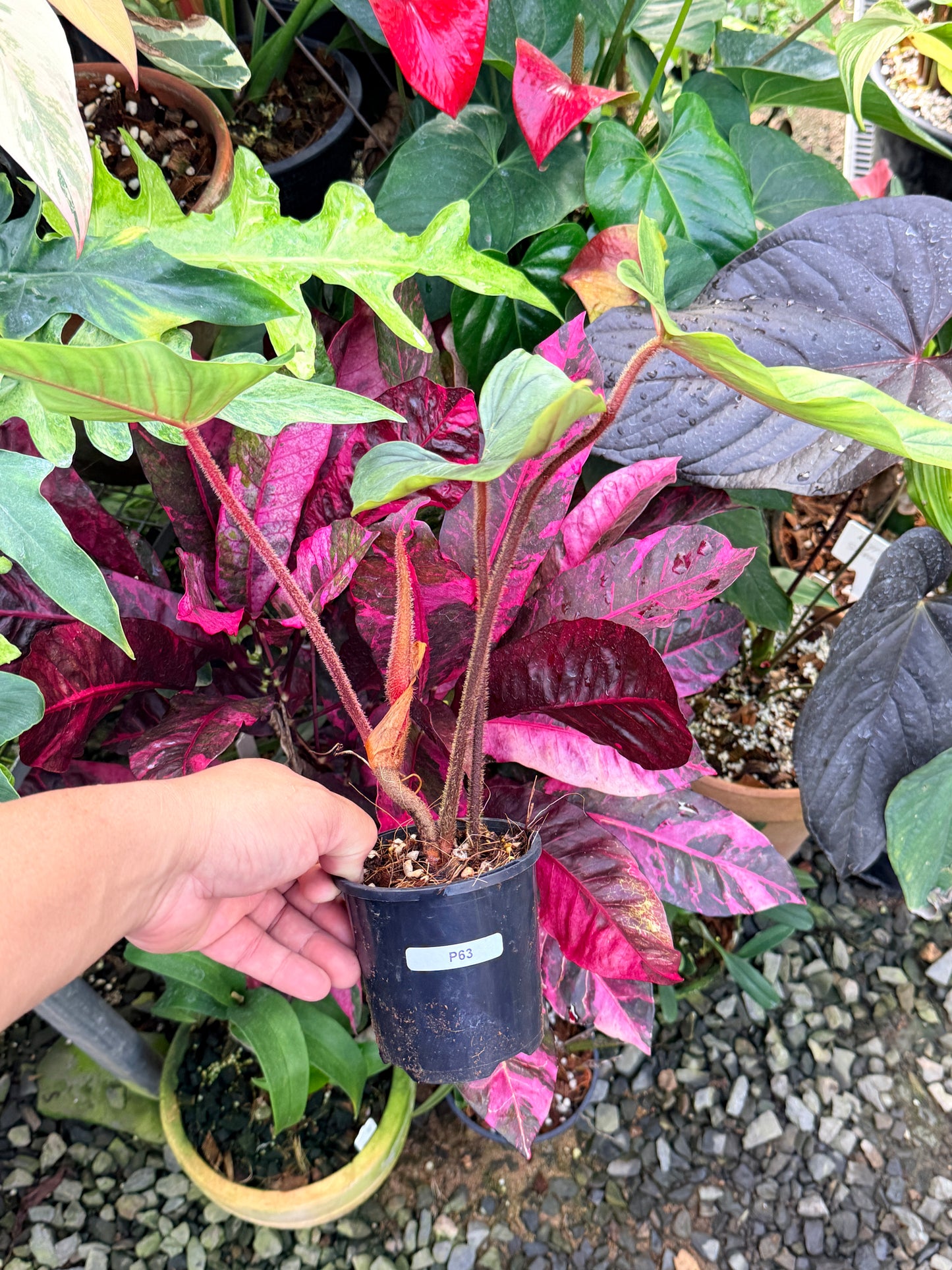 Philodendron Squamicaule P63