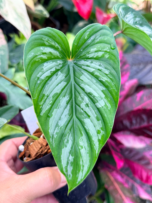 Philodendron 'Mamei' P64
