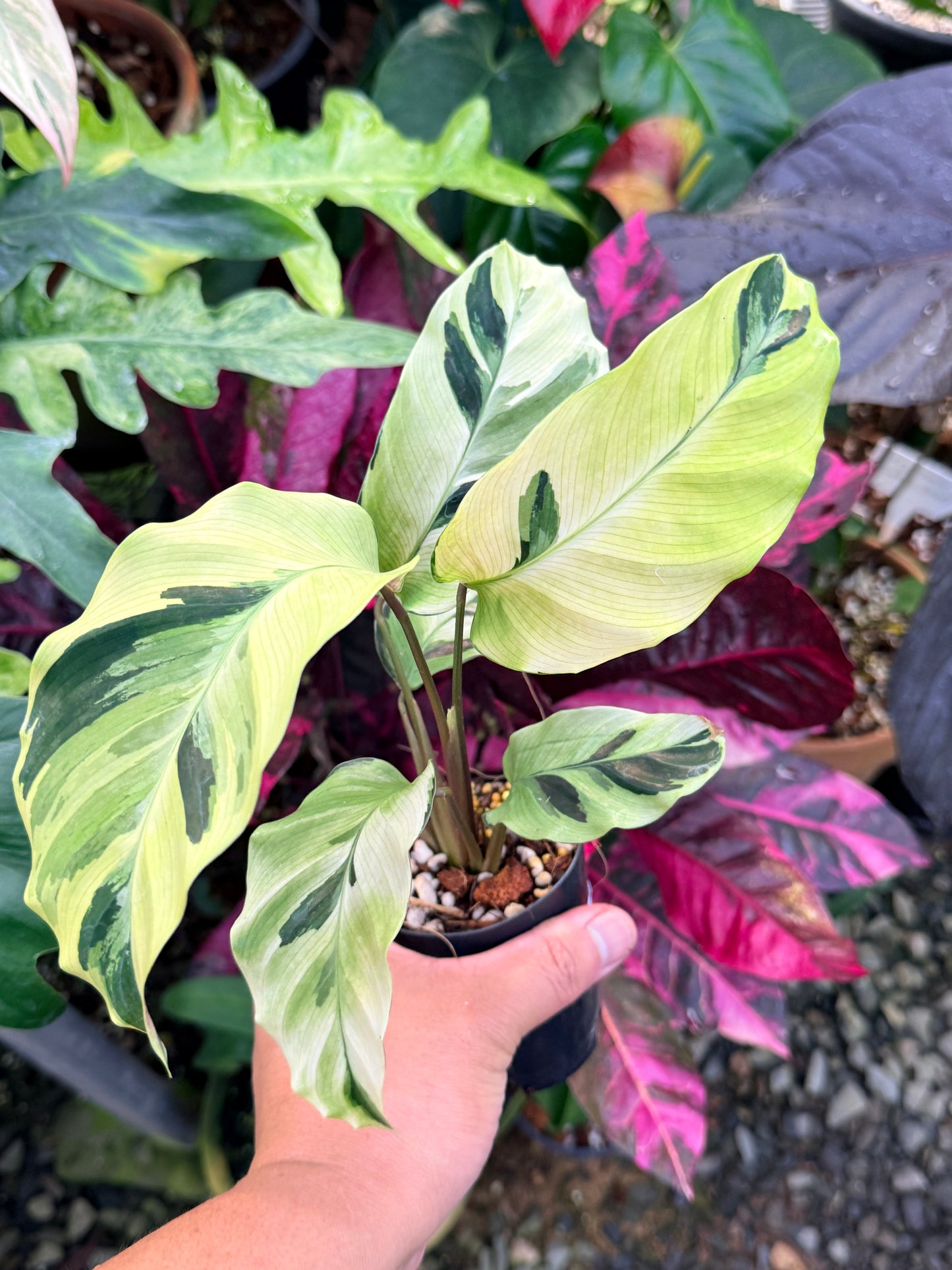 Calathea 'Yellow Fusion' P62