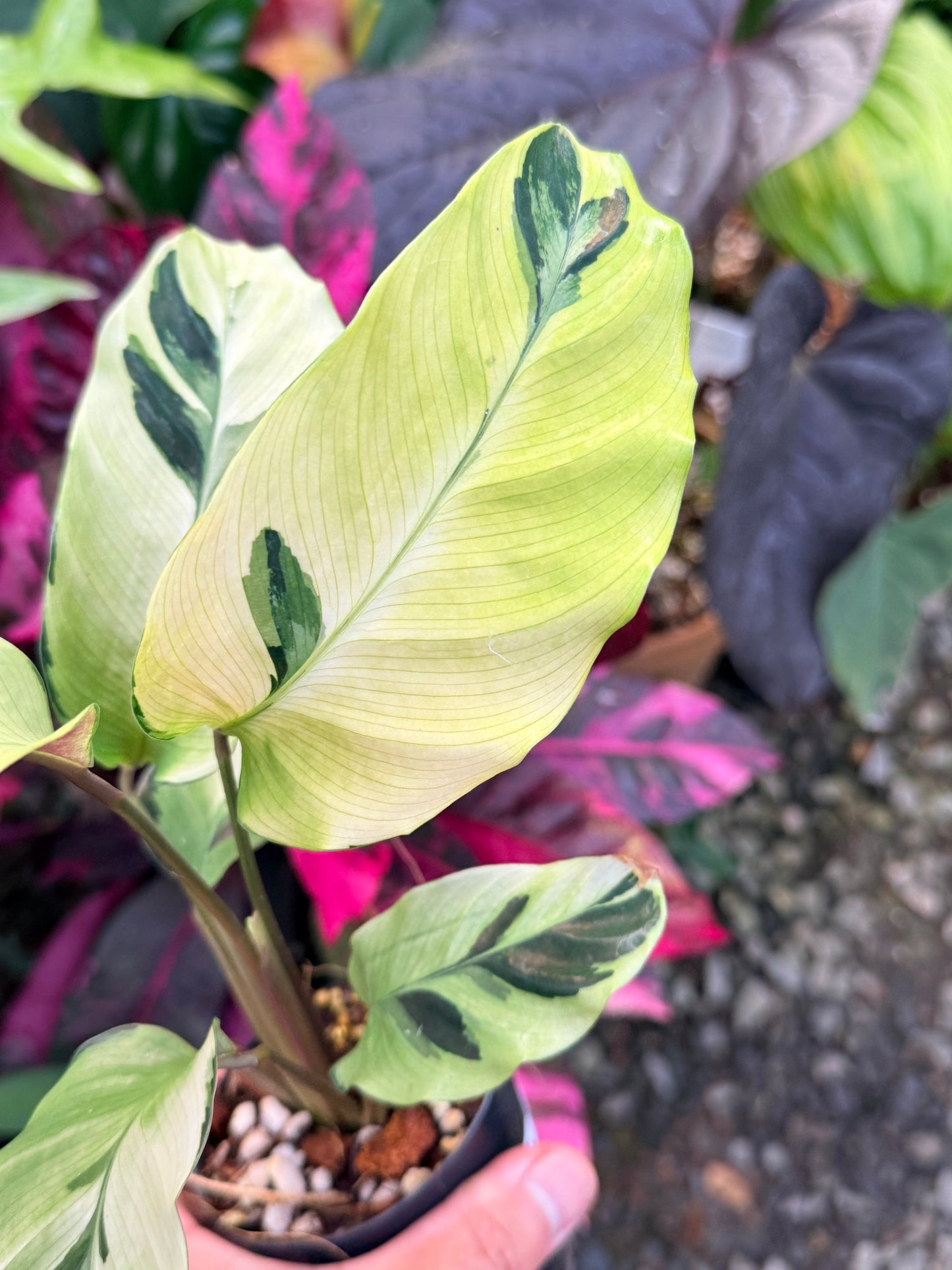 Calathea 'Yellow Fusion' P62
