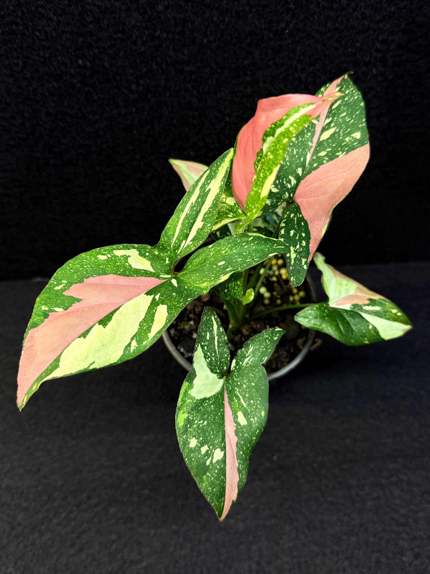 Syngonium 'Red Spot Tricolour' E51