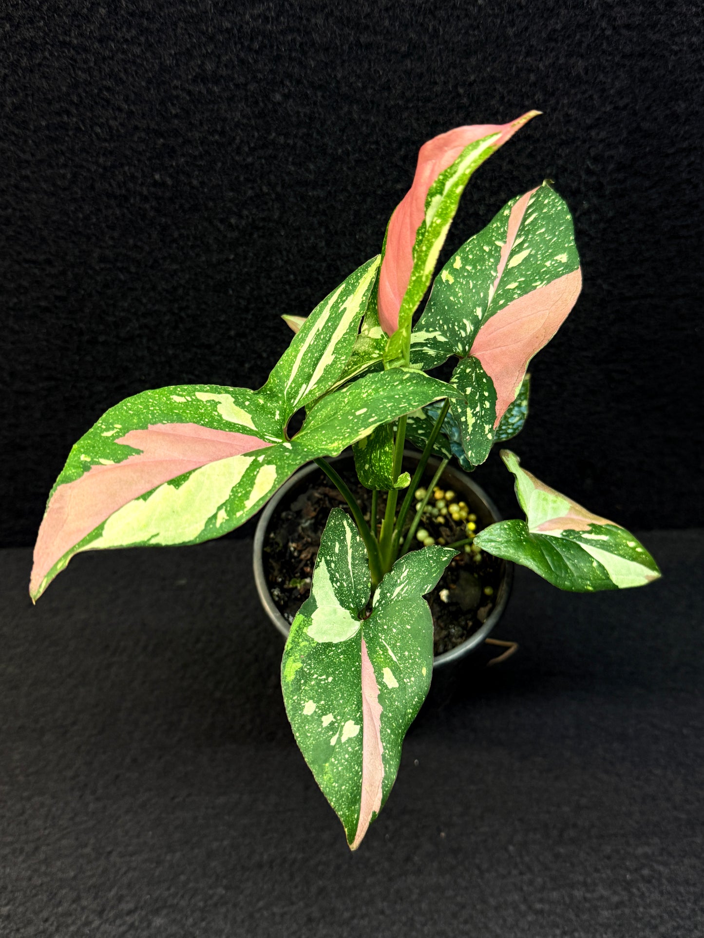 Syngonium 'Red Spot Tricolour' E51