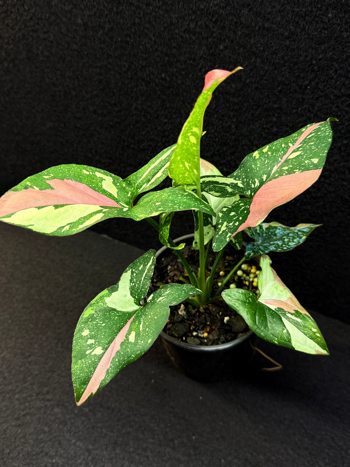 Syngonium 'Red Spot Tricolour' E51