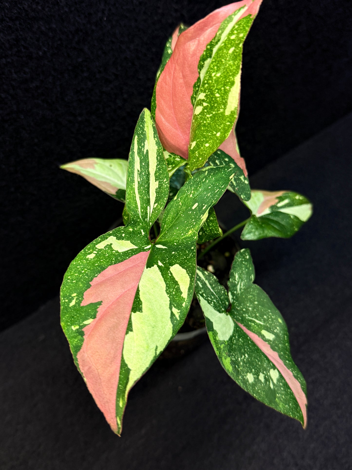 Syngonium 'Red Spot Tricolour' E51
