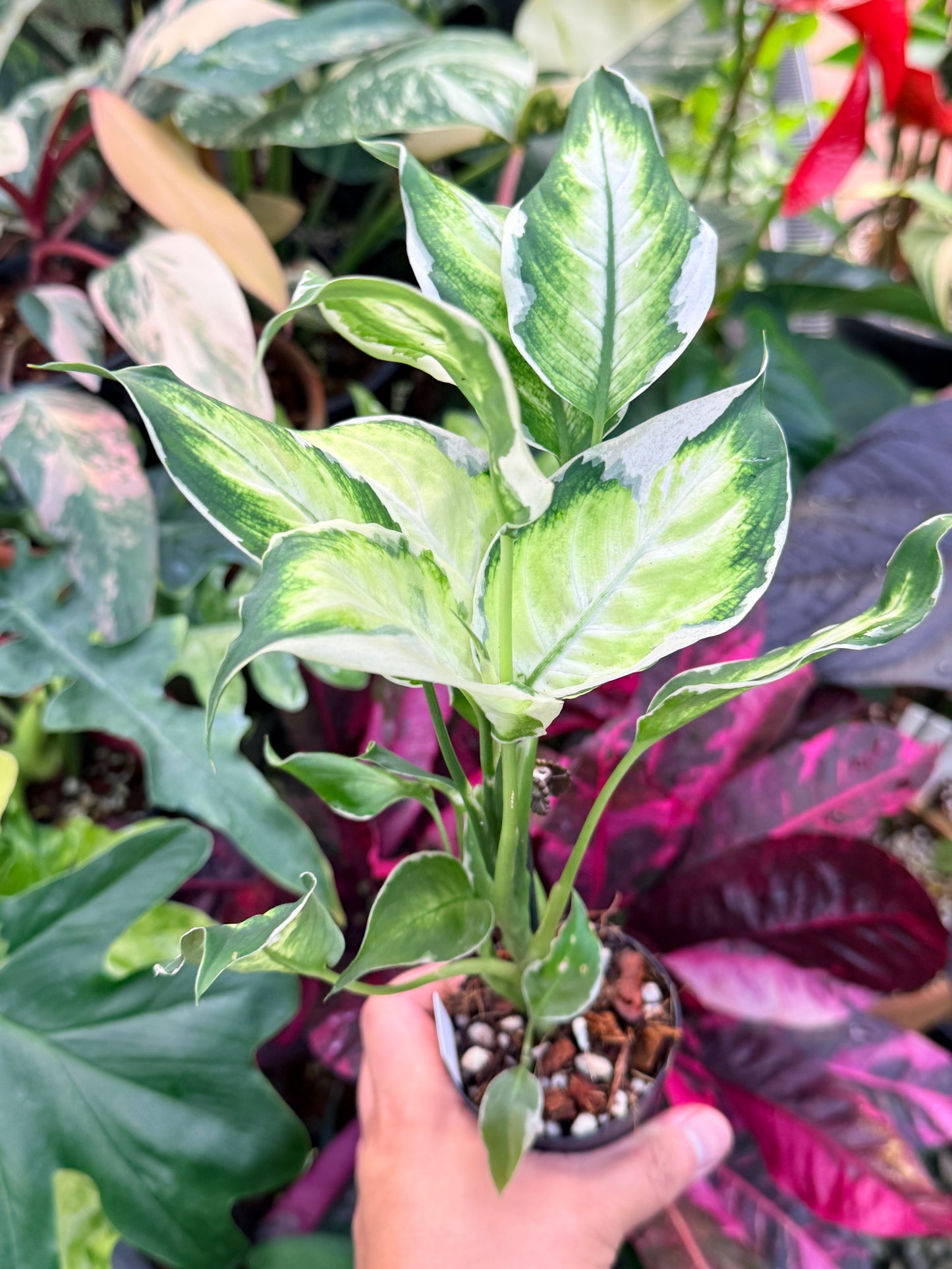 Dieffenbachia 'Cool Beauty' P65