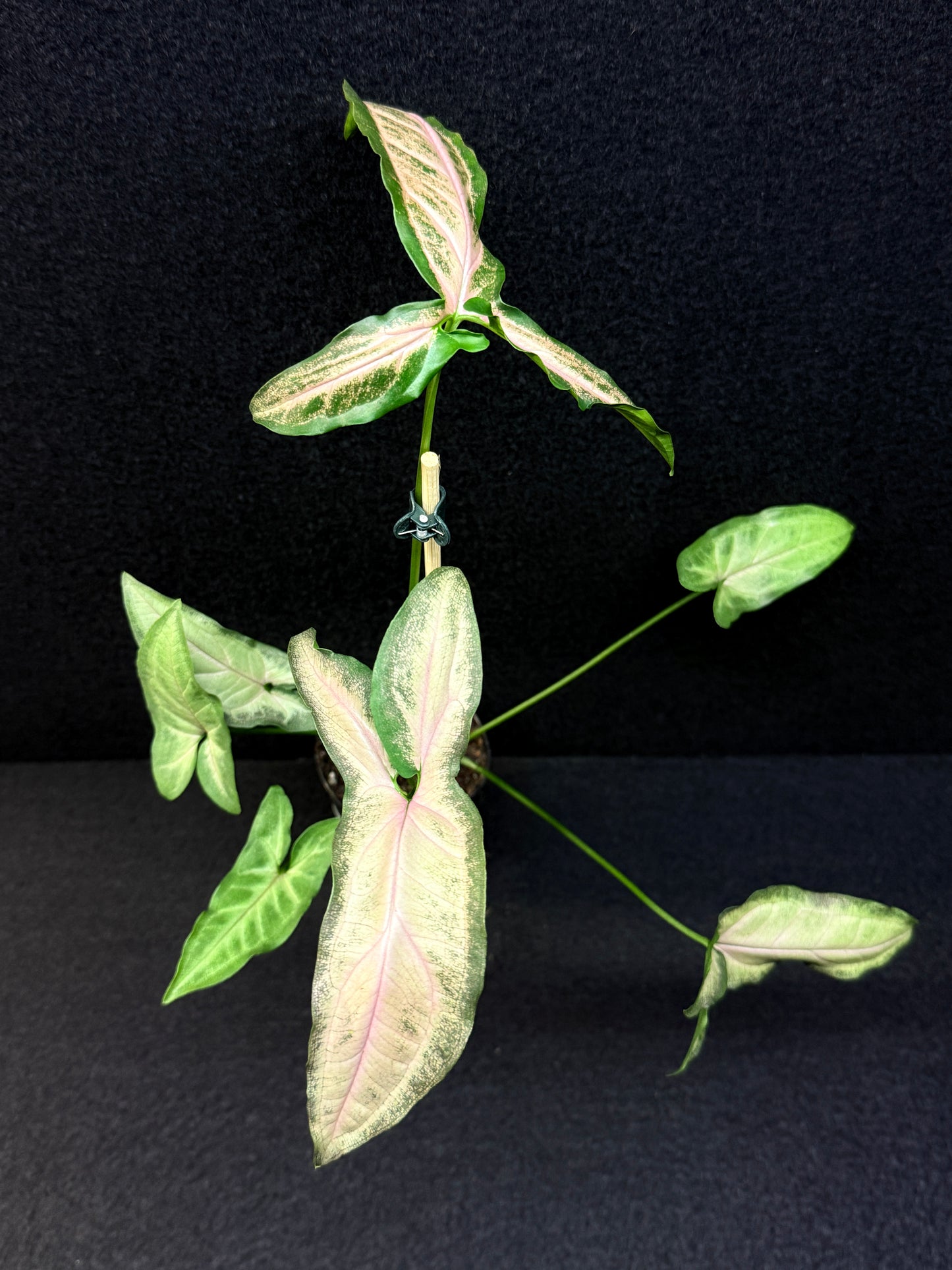 Syngonium 'Pink Star' E67