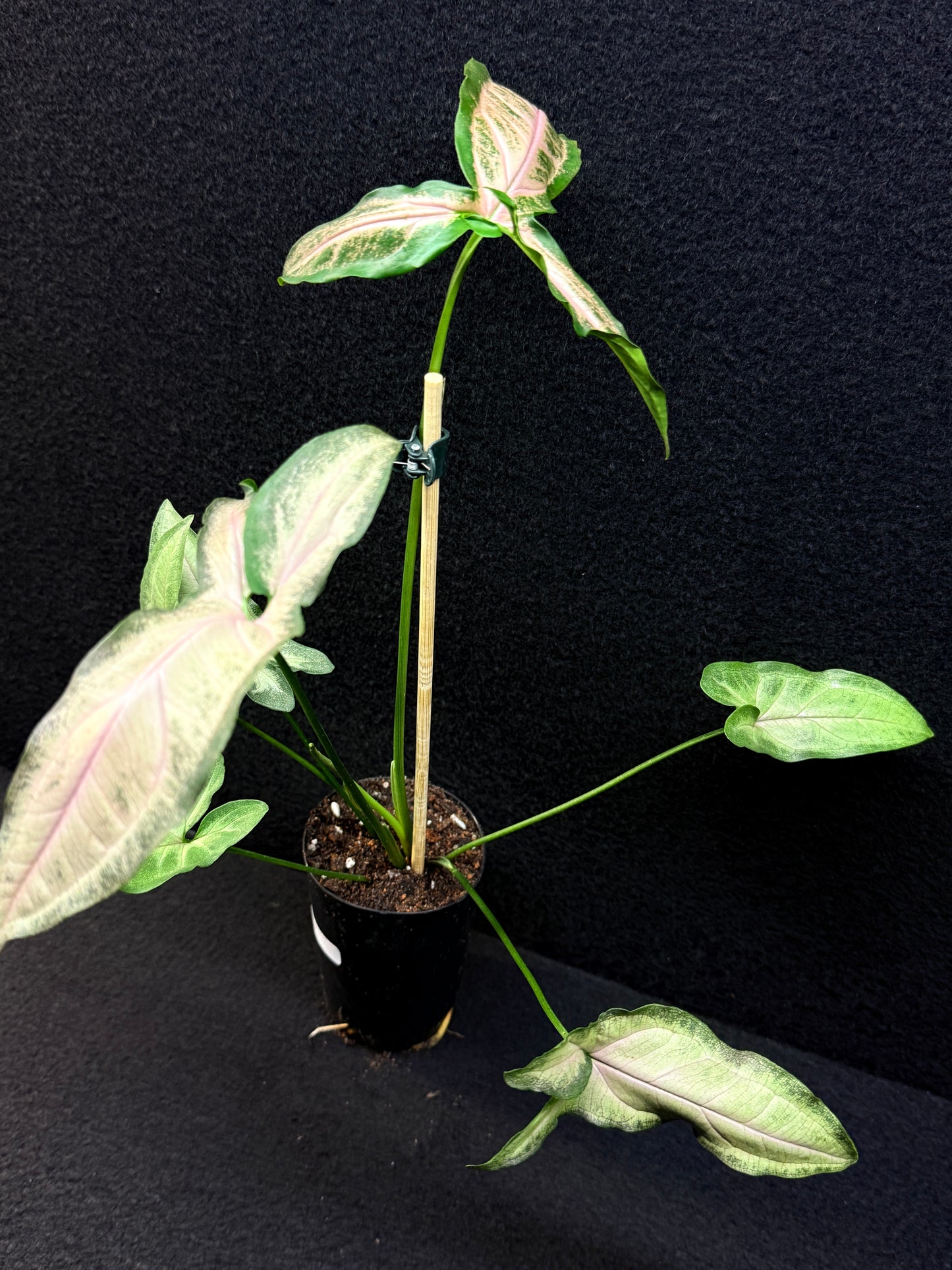 Syngonium 'Pink Star' E67